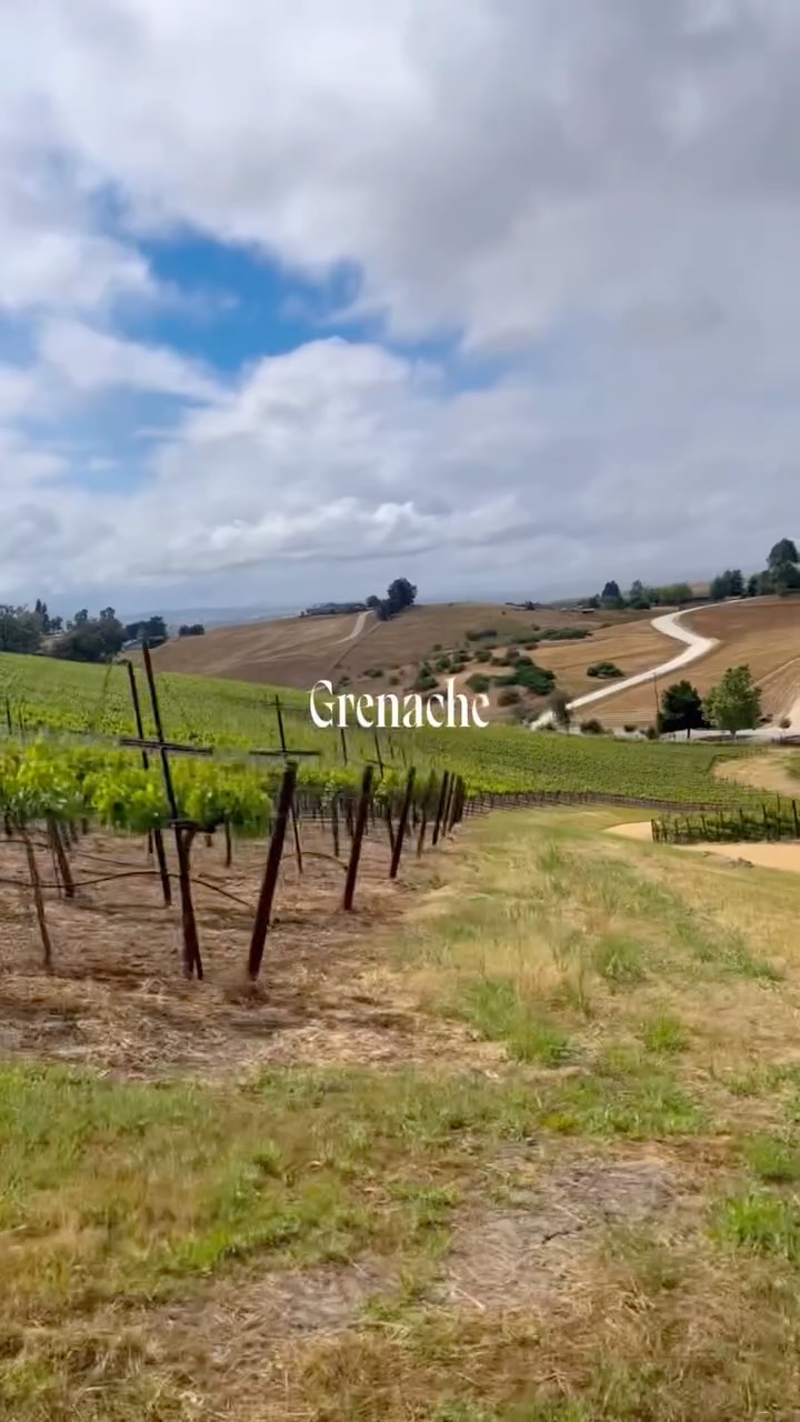 Spring vineyard views🍷🍇⛅️#winecountry #pasorobles #california #springhassprung #winerylife
