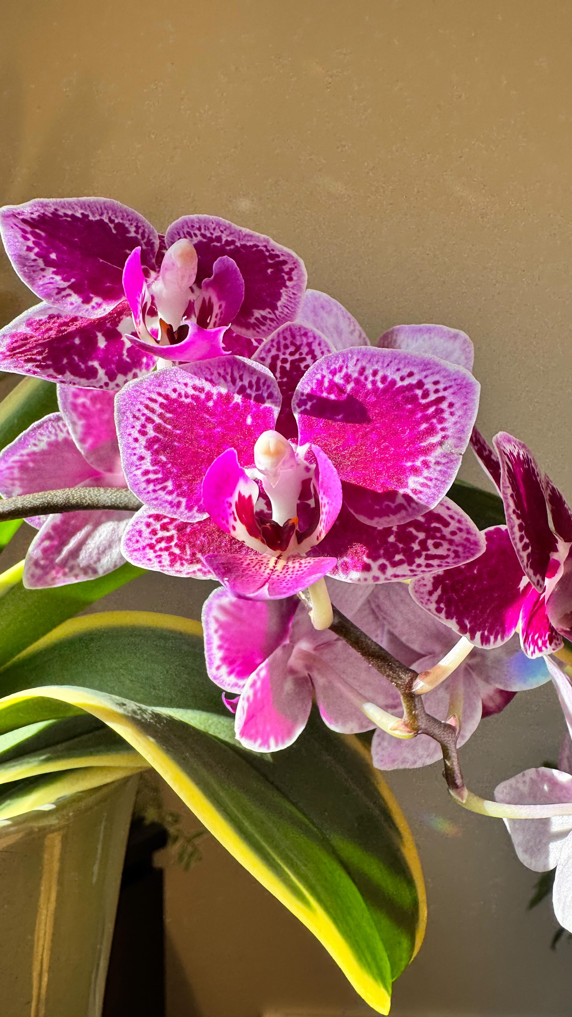 Flowering orchid highlight: Phalaenopsis Chia E Yenlin variegata from @roehamptonorchids
#OrchidLovers
#OrchidFlowers
#BloomingSeason