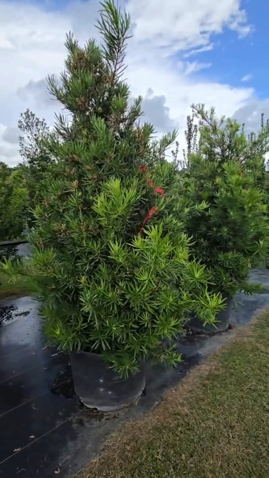 Need privacy from your nosy neighbors 👀? We can help! Checkout a few varieties that will provide immediate screening.
→ Wax Myrtle
→ Red Tip Photinia
→ Japanese Yew
All available at Beyond Paradise Nursery
visit us at 23920 FM2978 Tomball, TX 77375
