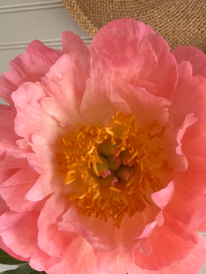Every year she brings a smile to my face!
#gardenpeony #peony #isntshelovely