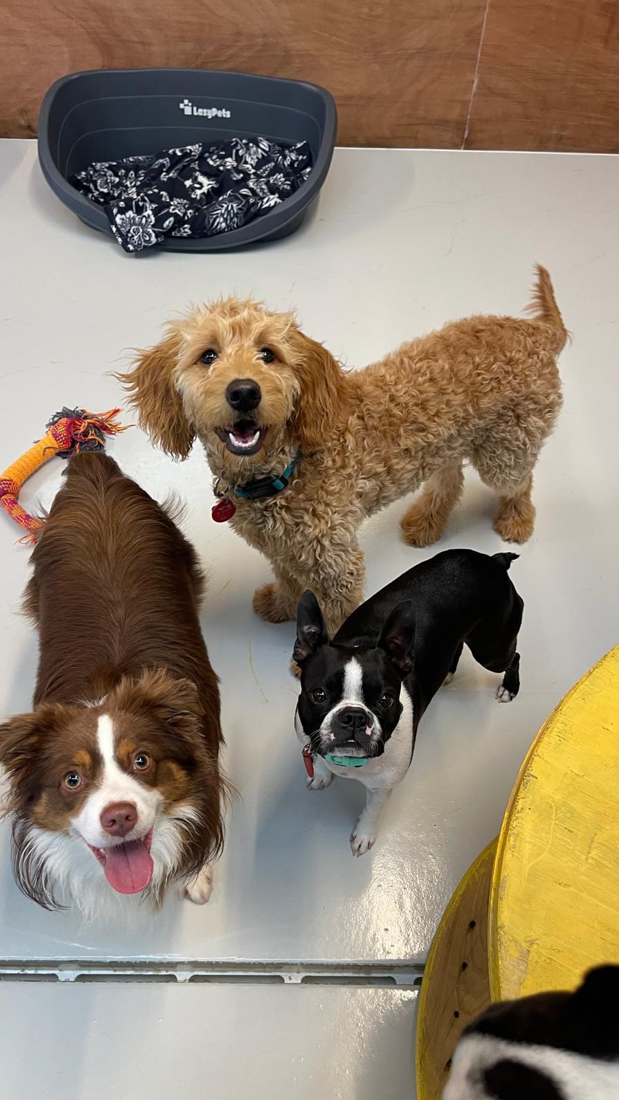 Let’s see who our carrot lovers are 🥕 😋🐾🐶🤤
.
.
.
.
.
.
#carrot #carrotlovers #doggydaycarelife #dogsofauckland #funny #wooflandnz