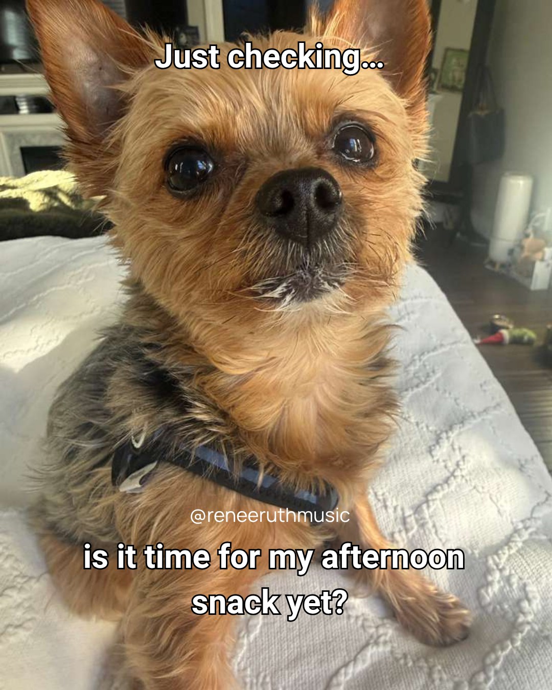 There’s a very specific look that happens around this time of day… 👀
No barking.
No movement.
Just… intense eye contact.
Like I’ve personally forgotten his entire feeding schedule 😅
And somehow… I always end up in the kitchen.
👇 Tell me—does your dog do the afternoon stare too??
#yorkielife #dogmomenergy #yorkieoftiktok #puppylove #dogperson