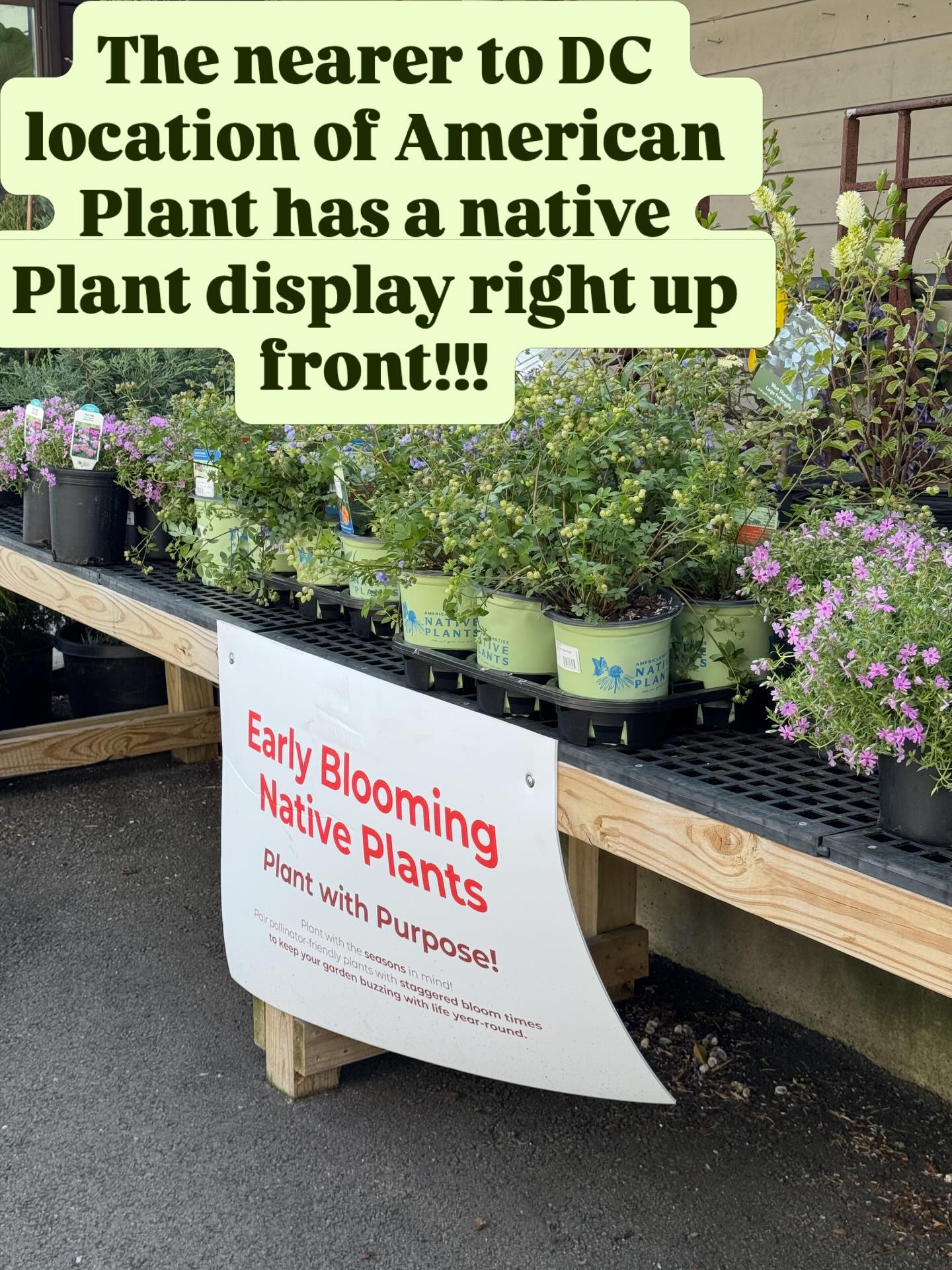 Plants with a purpose indeed. Thank you American Plant! #gardeningforthechesapeake #american.plant