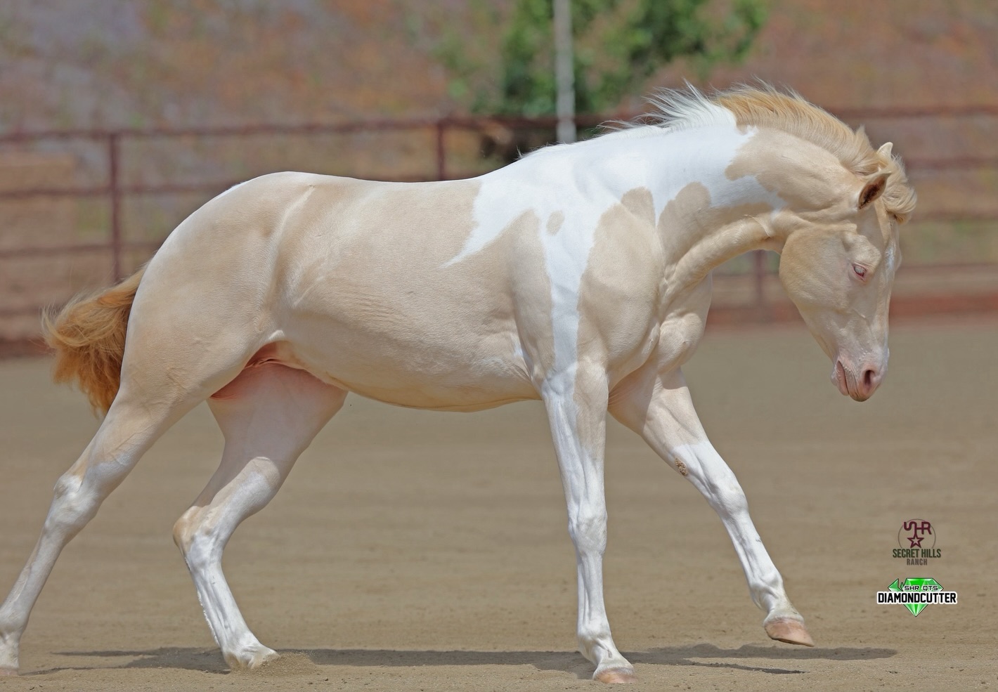 Ok, the moment you all have been waiting for! Maple’s full photo shoot!!! 😍😍😍
Here is Perlino Tobiano 2 year old mare, SHR BlondesHaveMorFun - “Maple”! Maple is sired by SHR QTs DiamondCutter and out of TR Pleasures by Wimpys Little Step. We are all very excited about miss Maple here at SHR. We hope to show her in the reining, cowhorse and ranch events! No, she is not available, sorry. Yes, we are keeping another Cutter daughter. We are considering SHR Cutteraholics anonymous for us asap since this seems to be an epidemic here!
Next time you’re thinking of breeding your palomino or buckskin mare, remember Maple the double dilute Perlino Tobiano and consider breeding your mare to Cutter!!
www.secrethillsranch.com