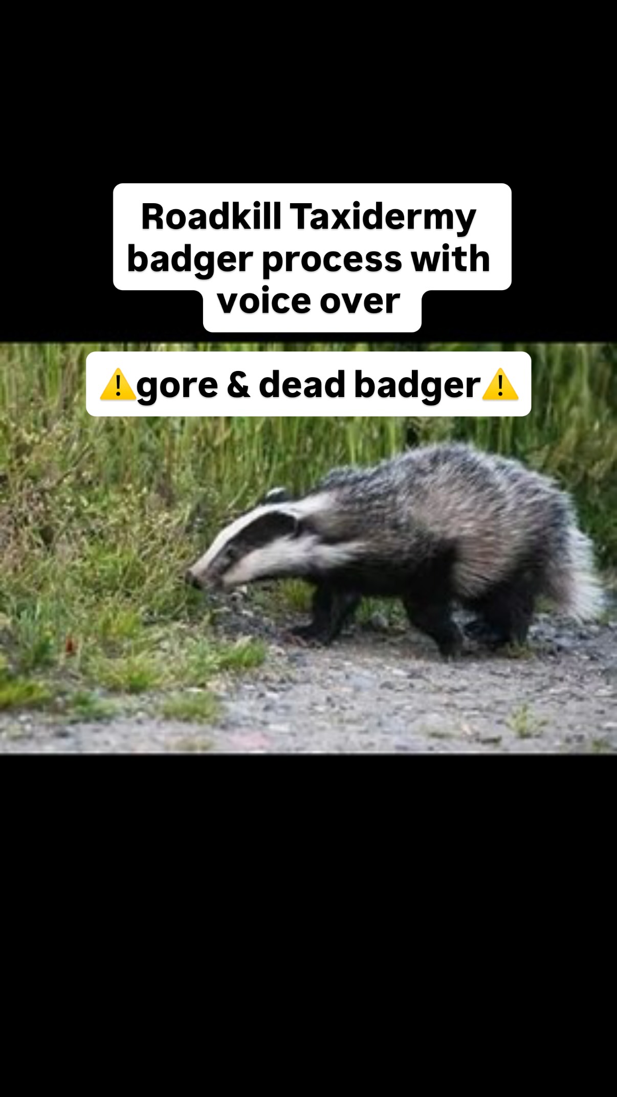 Haven’t done a voiceover in a while so thought I’d do one for this roadkill badger I recently mounted. It’s a bit longer than my usual reels, so hopefully it’s not too boring and I hope you enjoy watching!
#badger #taxidermy #process #roadkill #mammal