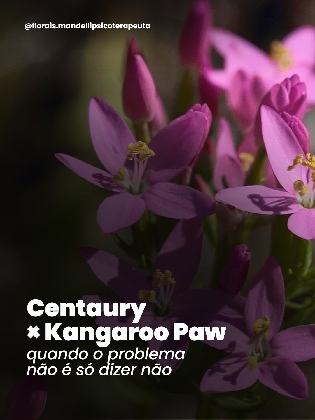 Dizer “sim” quando quer dizer “não” nem sempre é só sobre falta de posicionamento.
Às vezes, estamos diante de dinâmicas diferentes
que, embora pareçam iguais por fora, nascem de lugares internos distintos.
Entre Centaury e Kangaroo Paw, há um campo sutil, mas decisivo. Centaury fala de quem cede. De quem se coloca a serviço, ultrapassa o próprio limite e se desconecta de si para não desagradar.
Já Kangaroo Paw não é sobre ceder é sobre a dificuldade de se ajustar ao outro sem perder a própria forma.Há presença, mas falta integração na relação.
Por isso, nem todo “sim” é submissão. E nem toda dificuldade relacional é fraqueza.
Às vezes, é ausência de eixo.
Às vezes, é excesso de adaptação.
Às vezes, é tentativa de existir sem saber como sustentar-se no encontro.
E isso muda completamente o caminho terapêutico.
Porque não se trata apenas de aprender a dizer “não”. Mas de compreender de onde vem esse “sim”.
@florais.mandellipsicoterapeuta
#florais #terapiafloral #autoconhecimento #relações #saúdemental