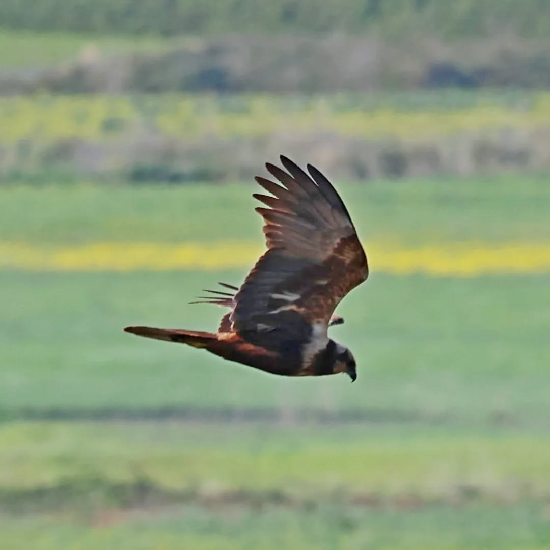 Marsh harrier at Livadi Marsh.
#islandwildlife #kefaloniawildlife #greekwildlife #guidedwildlifewalks #birdlovers