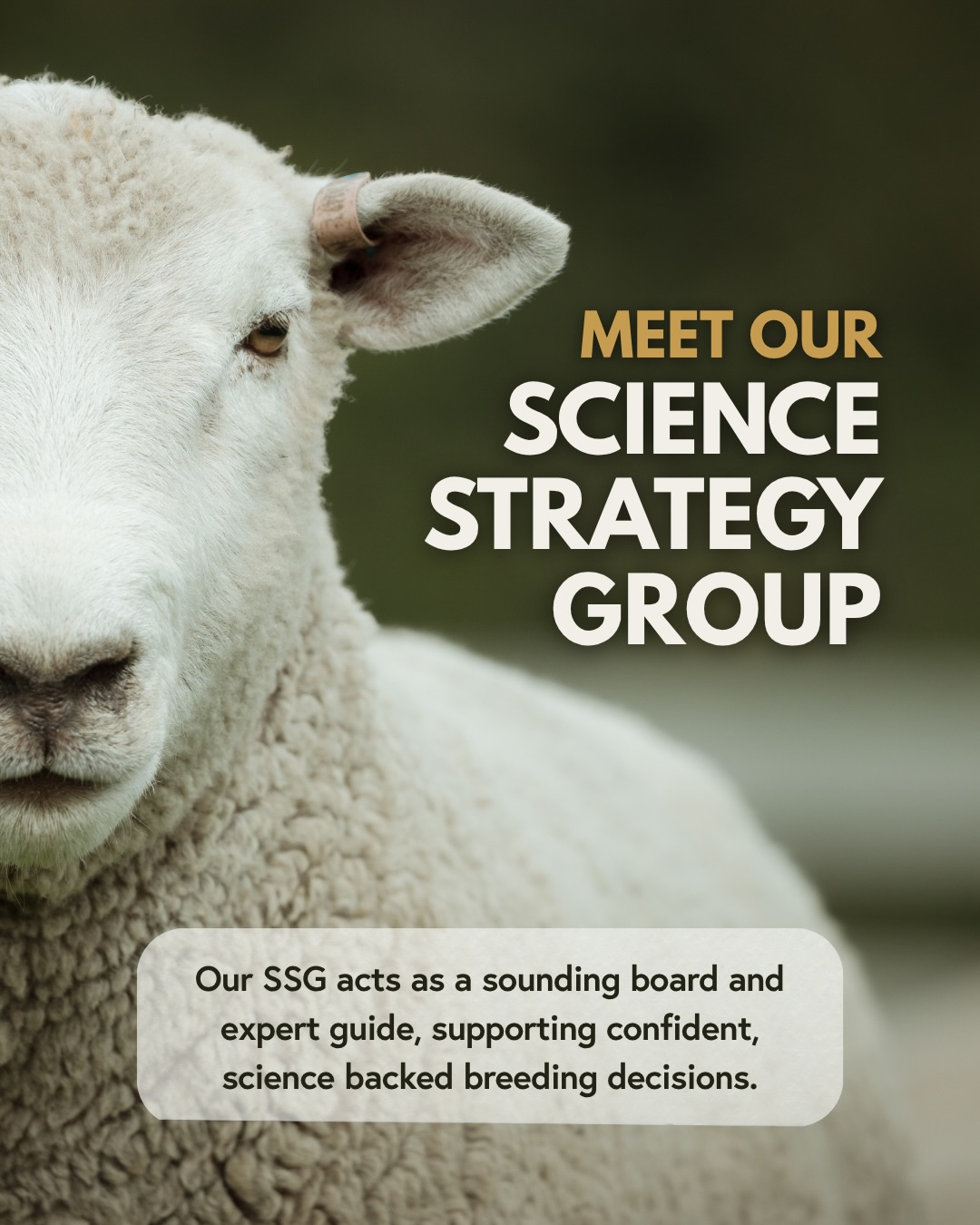 Meet the brains behind our Headwaters Science Strategy Group 🧠
You’d be hard pressed to find a more passionate group of agri scientists, farmers, and industry experts!
A great mix of members who challenge, guide, and strengthen every decision we make in the breeding program.
A huge amount of work goes on behind the scenes to ensure we’re not just breeding for today, but preparing for what farmers and the market will need next.