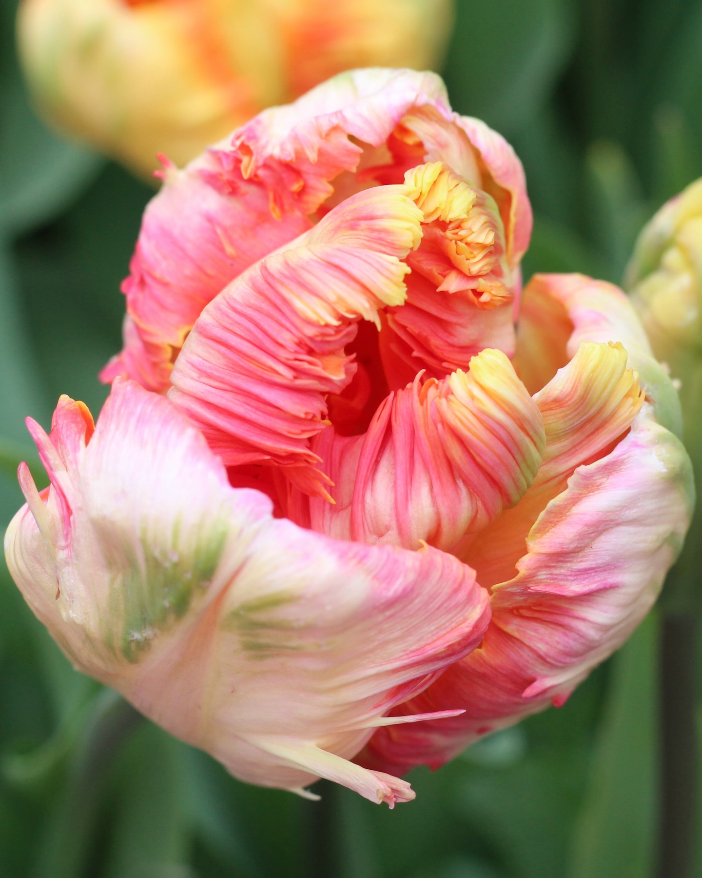 A tulip appreciation post - they are expensive and tricky to time to flower BUT they are so so beautiful- thereās nothing like the way a tulip flower evolves as it grows, getting even larger and changing colour as the flower opens. Most of these pictured are parrots - which I have a weakness for as every single petal is uniquely shaped and streaked in different shades.
For perennial flowering my recommendation is Exotic Emperor (pictured 5th) - Iāve planted hundreds in our garden beds where they are early to flower and last for ages. Also the species tulips are brilliant and Iāve planted Tulipa turkestanica in wild areas of our lawn where they flower along with primroses, cowslips and fritillaries before the grass grows tall and wildflowers take over - we leave this to grow and set seed before mowing in autumn.
Itās a good idea to write your wish list now for next years flowers as if you are anything like me you will have forgotten your favourites when the time comes to order!š·š
#tulip #springflowers #flowerfarm #tulipseason #localflowers