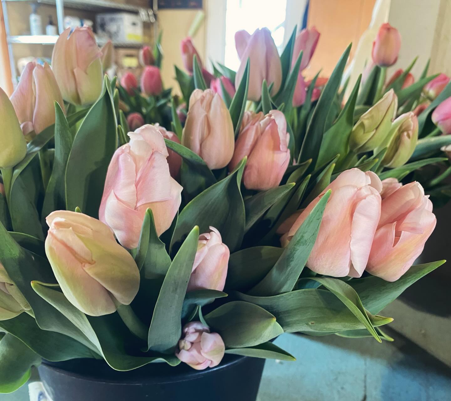 🌷🌷🌷It’s been totally tulips on the farm over the past couple weeks! 🌷🌷
🌷We are kicking off Tulip Tuesday 4/14, and Farmacy’s launch of Tulipalooza the rest of this week~ This will be a soft opening of our farm store with the grand opening coming mid-May ~ keep an eye out for announcements!
🌷Bunches of ten stem tulips in different colors and varieties... such as Dreamer, Pink Impression & Apricot Pride. These are all available in our charming, little farm store this week and possibly next week / until our blooms last.
🌷The store is completely self serve with payments of Venmo, check or exact change cash, all welcome!
We are in a total tizzy for tulips over here! Come & get ‘em!
Lancaster Farmacy Farm Store
397 Letort Rd
Millersville, PA
Tuesday 4/14 : 1-4pm
Wednesday-Saturday 4/15-4/18 : 9-4pm