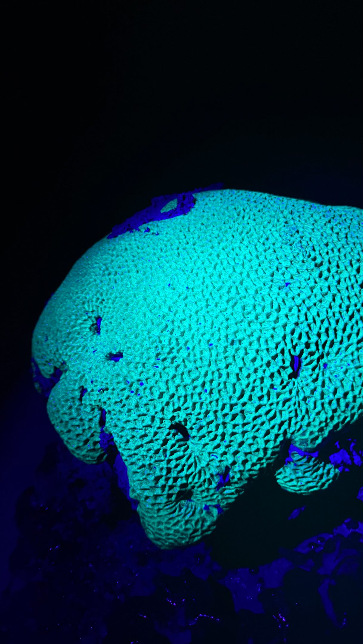 Using a UV light on intertidal corals in the Kimberley!
#coral #reef #uvlight