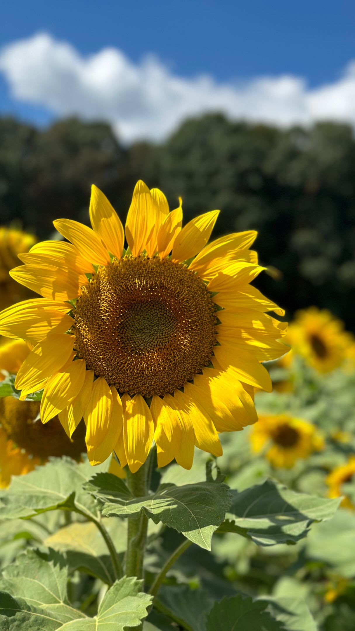 What flowers are you planting this year?! 🌻✨
Shoutout to @johnnys_seeds for a great variety! 🫶🏻
#farm #homestead #farmlife
