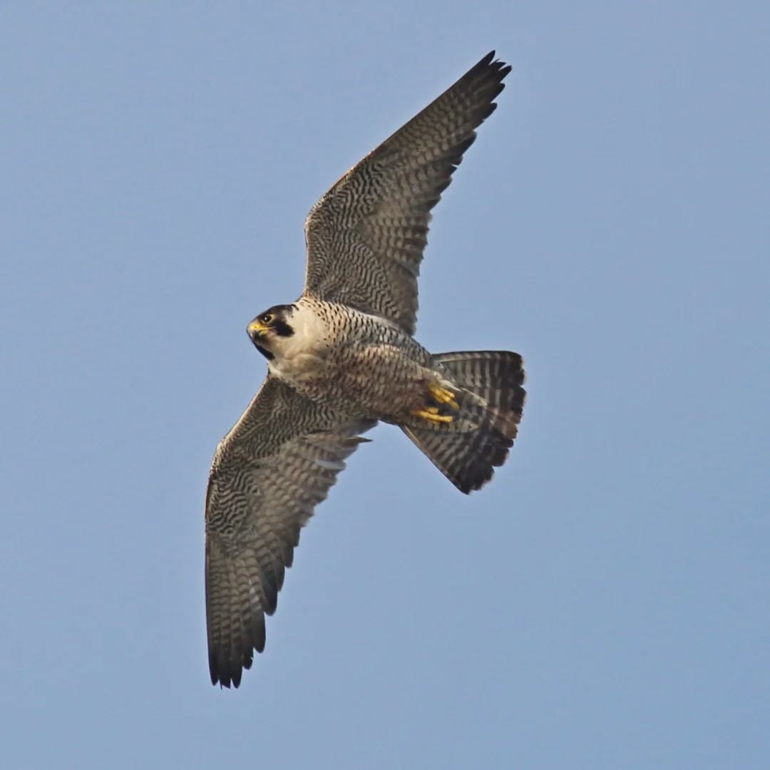 The Beautiful peregrine falcon.
#islandwildlife #kefaloniawildlife #greekwildlife #guidedwildlifewalks #birdlovers