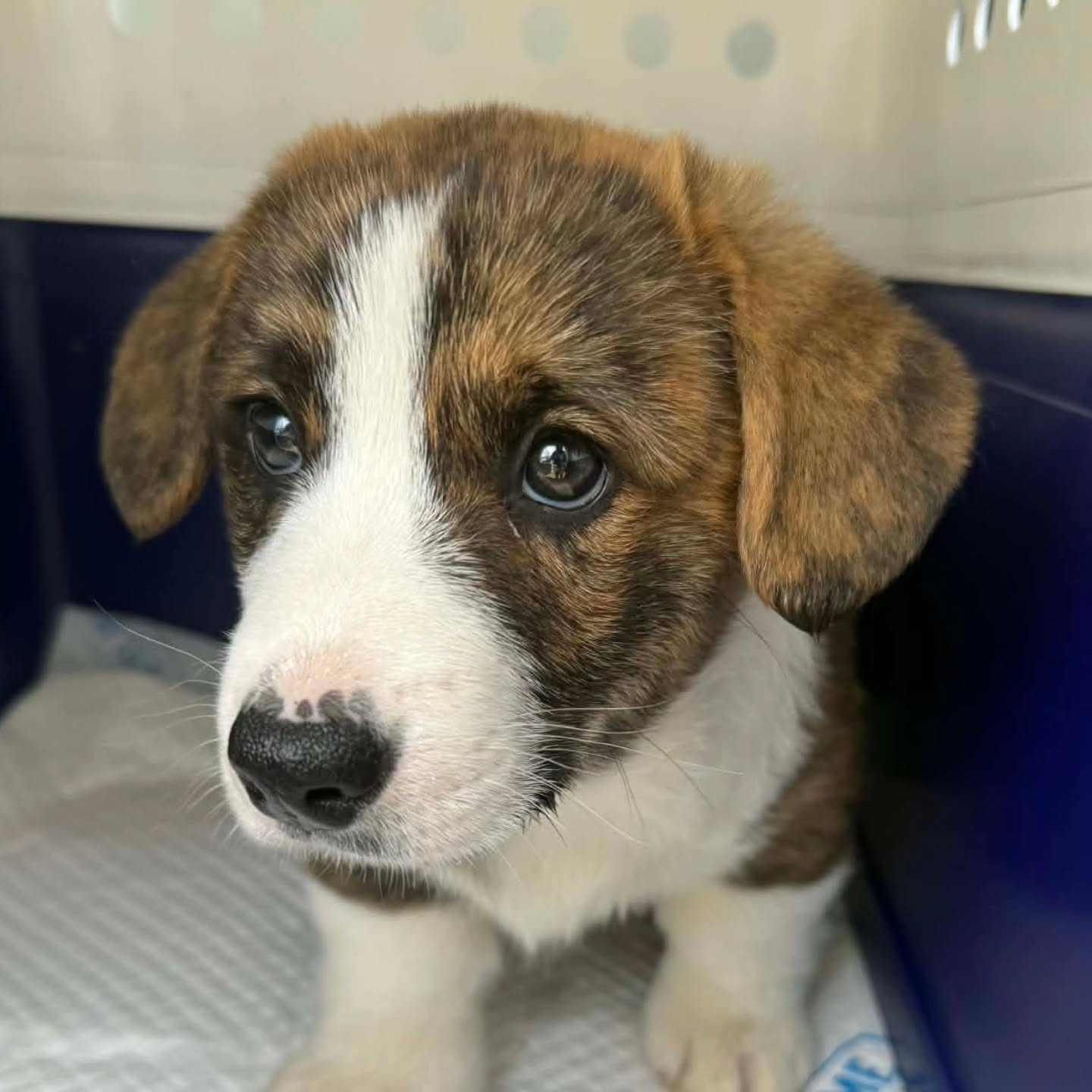 FRIDAY PHOTO DUMP📸
#pettransport #Fridayfeels #HamiltonPetTransport