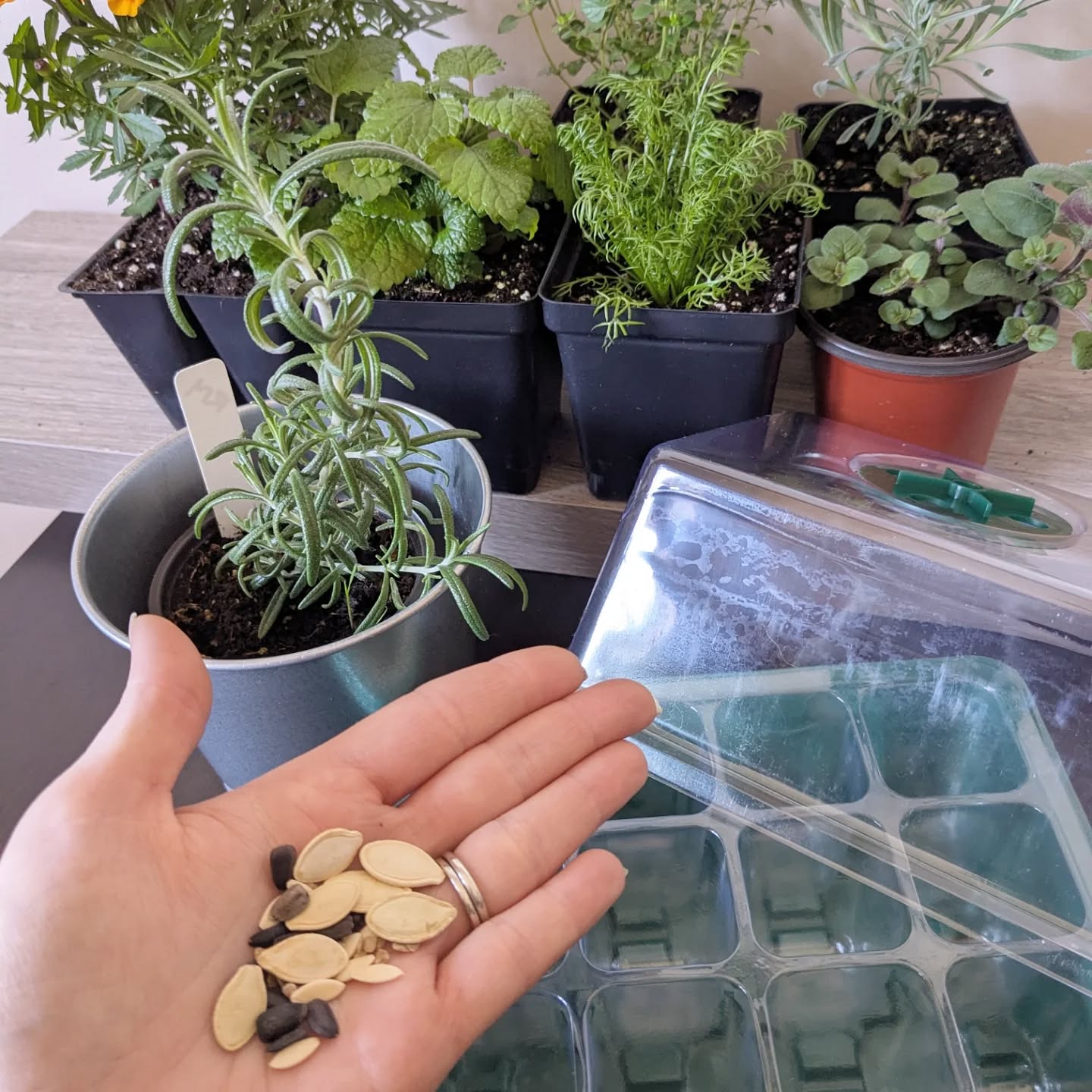 Here's a sneak peak at some of the spring activities for our upcoming FREE therapeutic horticulture events! Link in bio
These events are funded by the @mentalhealthns
#mentalhealthmatters #horticulturaltherapy #planttherapy #spring