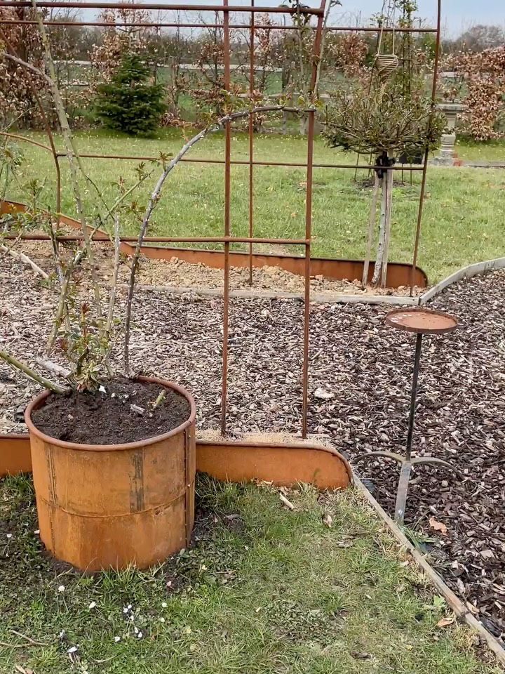 It may take a few years to grow, but it’s well worth the wait! Our pergola is our favourite thing in our rose garden, or quite possibly the world! You can come and enjoy a cup of tea and a slice of cake under it in summer time, and smell the roses! We can give you advice on the best roses for pergolas, and you can see how the different varieties climb up, around and some even weave themselves along the metal of the structure. If you don’t have a big garden, we can find the one perfect rose for your smaller space that won’t take over. What do you think of our pergola?
#pergolas #climbingroses #climbingrosesinfullbloom #rosearch #rosearches