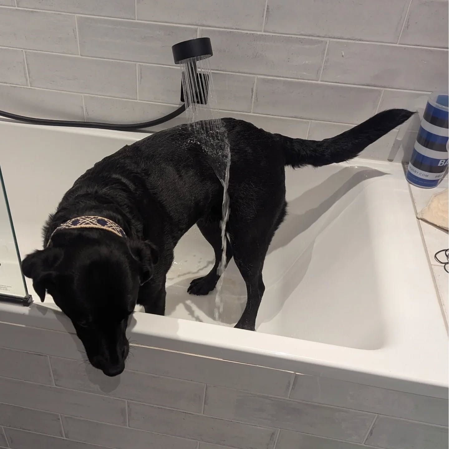 The fox poo probably did feel fantastic, but these are the consequences