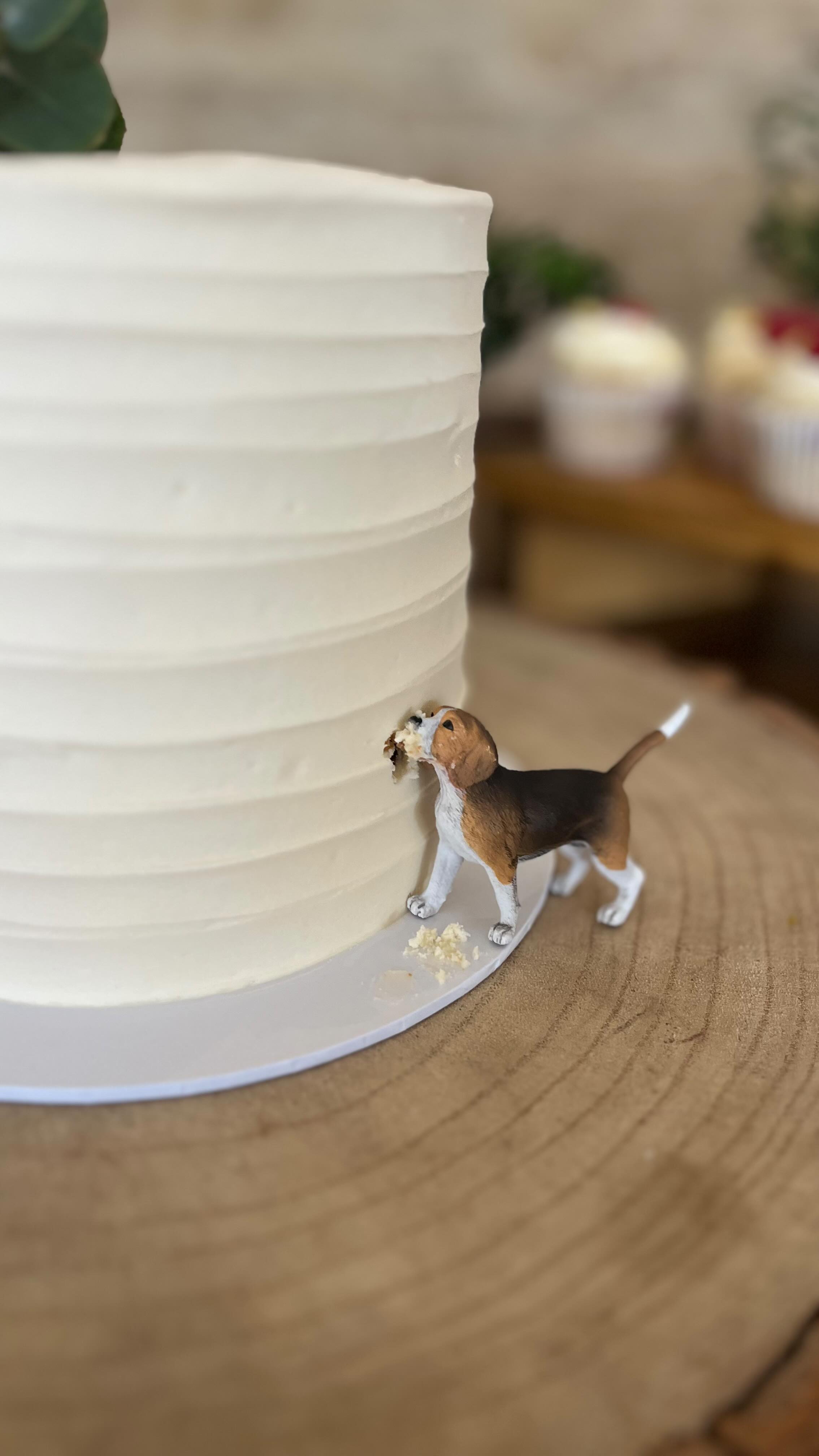 Ben & Sarah ✨
11.04.26 @kingscotebarn
.
.
.
.
#weddingcake #weddingcontent #weddingidea #cakesofinsta #bakersofinstagram