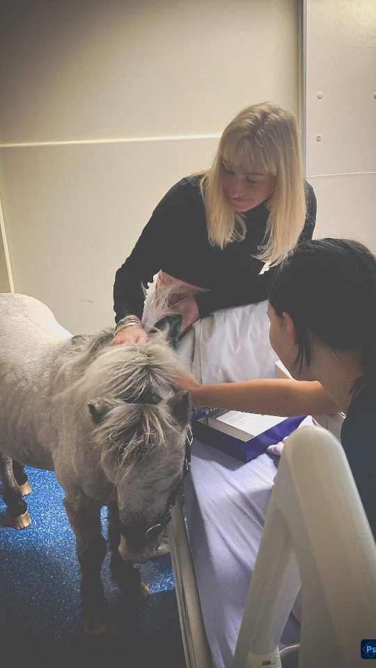 Have you ever seen a pony visiting the sick in hospital 🥹
This is a dear friend of mine 🥹
Moxy the well being Pony is such a gentle wee soul and Alysha is so caring ❤️
Alysha became an End of Life Doula after losing her husband to cancer.
Moxys grounding presence offers a soft, sensory comfort that perfectly complements the work of a doula, creating a peaceful bridge for families in their heaviest moments.
grieftopeace.co.nz
.
.
.
.
.
#wellbeingpony #endoflifedoula #funeralcelebrant #loveinthehighestform