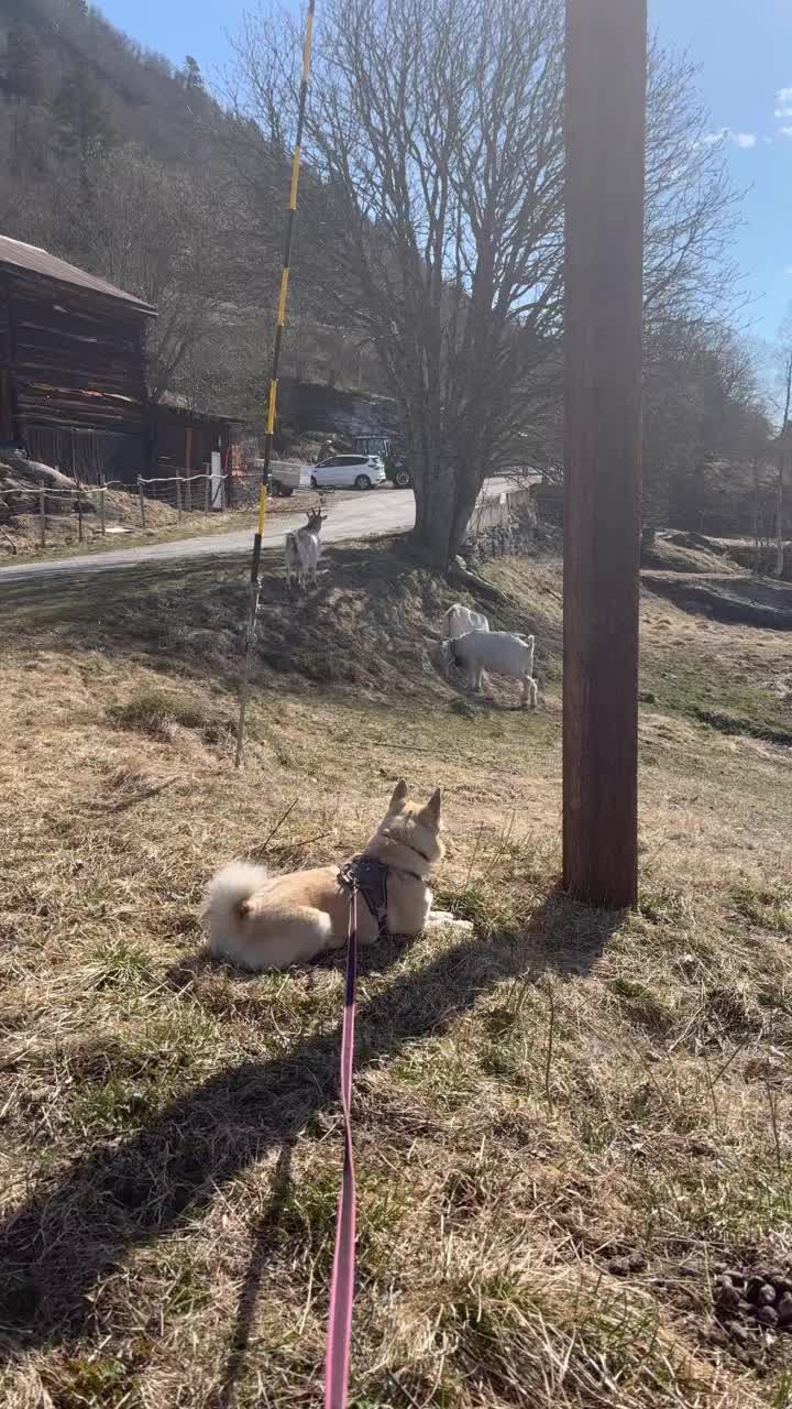 Da er nofence ordnet, beite er satt opp og Odin har fått vårklippen🥰 Livet er herlig sier alle☀️ Frøya øver seg på å sitte pent på avstand til grisene, som ikke liker å bli vasket i rompa av en hund🫣😅