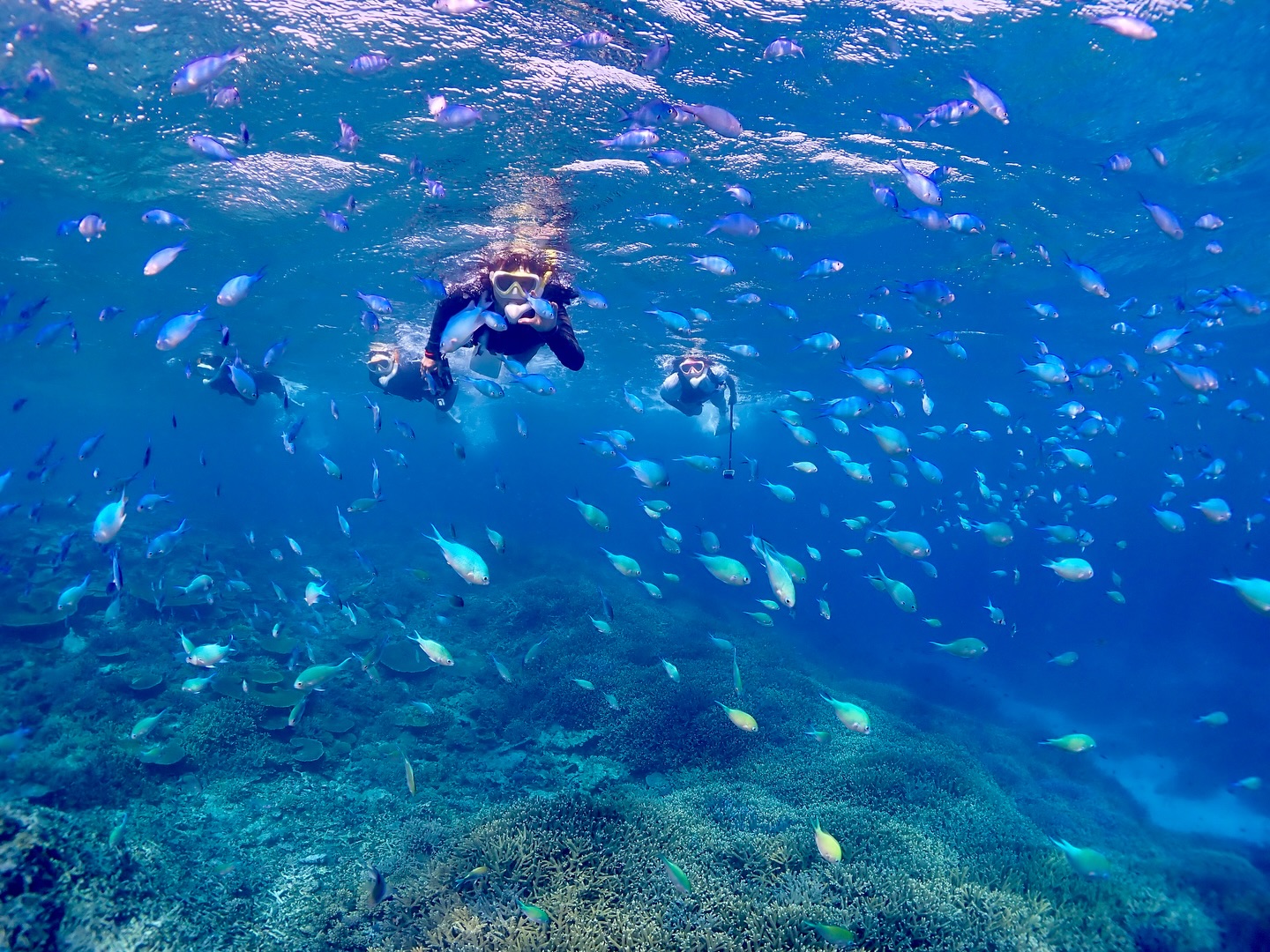 おさかな吹雪🐠🐠🐠
昨日のヤビジも
透明度抜群でした✨
《 世界に誇る日本一の海“ヤビジ”で
一生の思い出に残る体験を🌏🩵》
▼マーリンのオススメポイント
⑴ 安全第一でご案内🛟
厳しい安全基準をクリアした業者だけが認定される
“マル優”に指定されています
ガイドは定期的に安全講習実施中。
⑵ ヤビジまで一番近い港出発⛴️
半日ツアーで旅行のスケジュールが組みやすく
船酔いが心配な方にもオススメです!
⑷初心者・女性にも優しい🥰
女性スタッフも在籍、
各資格を持ったガイドがご案内!
⑸当日のベストポイントへご案内🐢
海を知り尽くした宮古島育ちの船長が
数あるシュノーケルポイントから
その日のベストコンディションへ向かいます!
▼ツアーメニュー
・八重干瀬シュノーケルツアー
・八重干瀬スキンダイビングツアー
・八重干瀬体験ダイビングツアー
・スキンダイバー講習
→ 各ツアーに𝗘𝗖𝗢プラン(割引)あり
▼𝗘𝗖𝗢プラン 〜環境に優しくお得に遊ぼう🧡〜
各ツアーメニューに適応可能
𝟭.ツアー料金¥𝟭,𝟱𝟬𝟬引き
𝟮. 𝗘𝗖𝗢ルールを守っていただける方
※𝗘𝗖𝗢ルールはHPにてご確認ください
▼ ご予約方法
InstagramトップページのリンクからHPへ
※DMは対応しておりません。
▼船長アカウント
こちらでもツアーの様子をリアルタイムで発信中!
🚢:@marlin_nakasato
▼スタッフアカウント
スタッフ目線のツアーの様子やオフを発信中!
👫🏽:@staff_marlin_miyakojima
#ヤビジツアーマーリン
#宮古島 #八重干瀬 #ヤビジ
#宮古島旅行