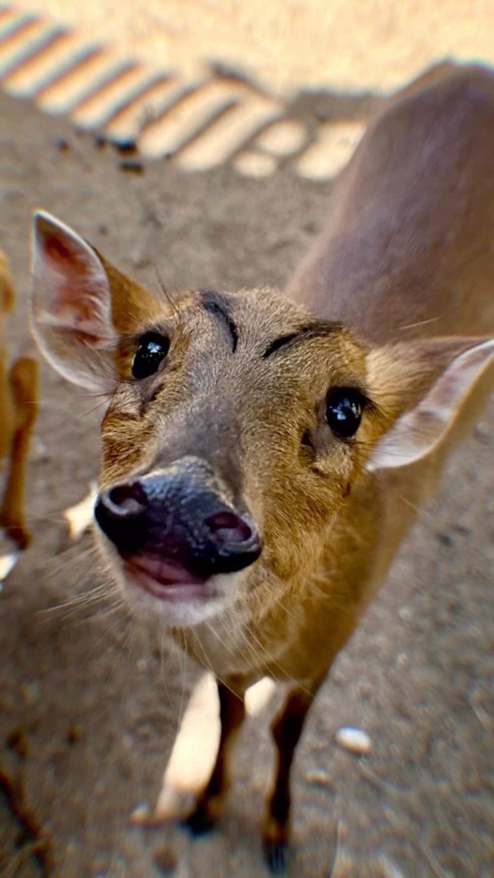 Sun-soaked skies, curious creatures, and a day that felt plucked straight from a storybook… ✨
We had the absolute joy of spending a magical day with our guest family exploring the wonders of Necker Island—a place where nature and imagination seem to dance together in perfect harmony.
From the moment we arrived, it was a world of discovery. Playful lemurs leaping through the trees, gentle giant tortoises strolling with ancient wisdom, and even kangaroos hopping about like unexpected island locals. Every corner revealed something new, something wild, something quietly extraordinary.
For the little adventurers (and the grown-up ones too), it was more than just a visit—it was connection. Laughter echoed between palm trees, wide-eyed wonder at every turn, and those rare, beautiful moments where time slows down just enough to truly take it all in.
Days like this are what charter dreams are made of… where barefoot luxury meets untamed magic, and memories are collected like seashells along the shore.
#BlissCharters #blisssailing #FamilyAdventures #LuxuryTravel #bvi