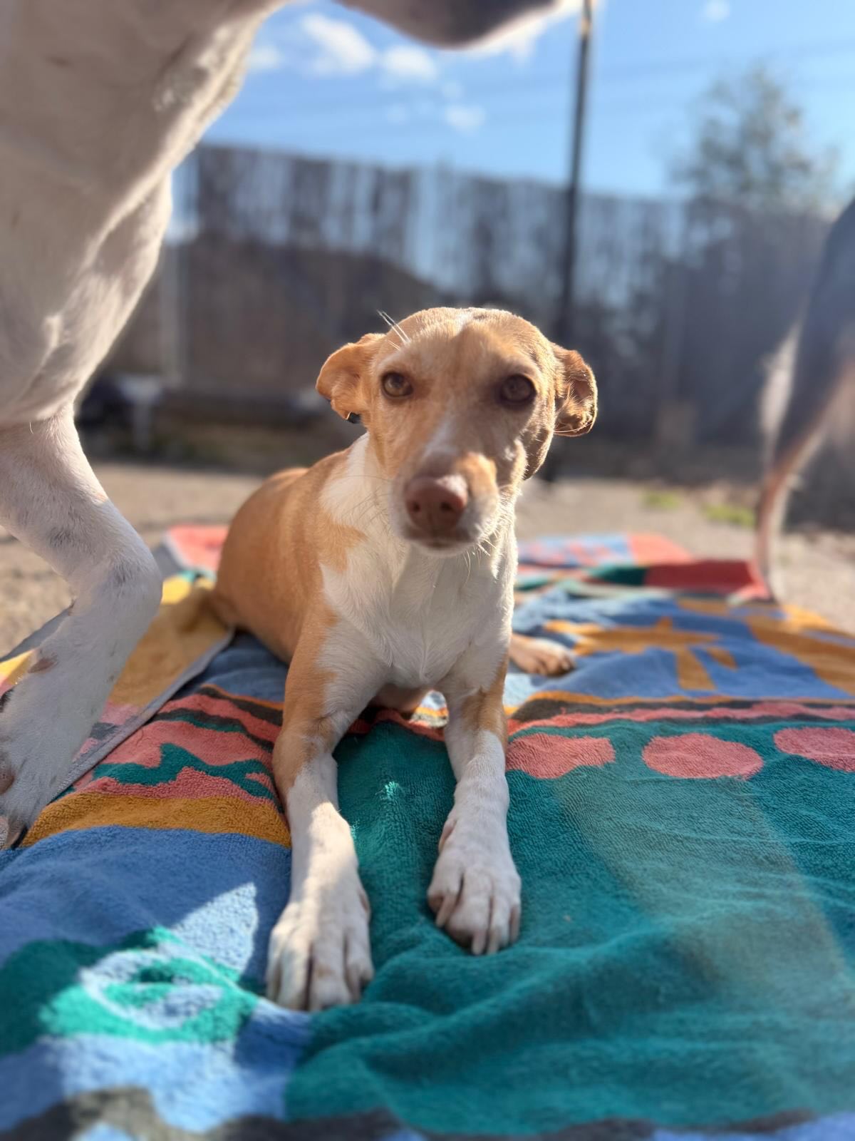 #saroraspfotenstube #