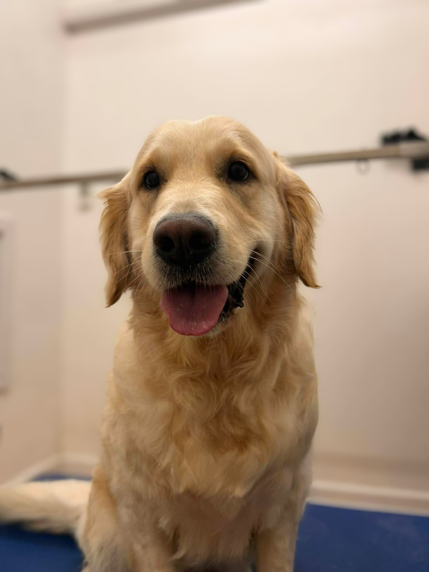 Grooming isn’t just about looking pawesome... it’s essential healthcare for your bestie. Regular sessions do more than keep the shedding down, they keep your pup feeling their best.
✨ Why It’s a Must:
Prevent Matting: Brushing removes trapped dirt and prevents painful tangles that pull on the skin.
Healthy Paws: Regular nail trims prevent joint pain and keep their stride steady.
Early Detection: It’s the perfect time to spot hidden bumps, ticks, or skin issues before they become big problems.
Clean Ears: Essential for preventing itchy infections, especially in floppy-eared breeds.
💡 Quick Tip
Keep a brush near the couch! Just 5 minutes of brushing during your favorite show makes a world of difference for their coat (and your vacuum).
✂️ Groomer credit: Sophie
🌟 Maisie the Golden Retriever
🌟 Diesel the GSD
🌟 Bonnie the Crossbreed
🌟 Bella the Cavachon
🌟 Chuckie the Chihuahua
🌟 Fudge the Cockapoo
🌟 Gracie the Cocker Spaniel
🌟 Fera the GSD
🌟 Chloe the CKCS
🌟 Eric the Sprocker Spaniel
📞 01582 353603