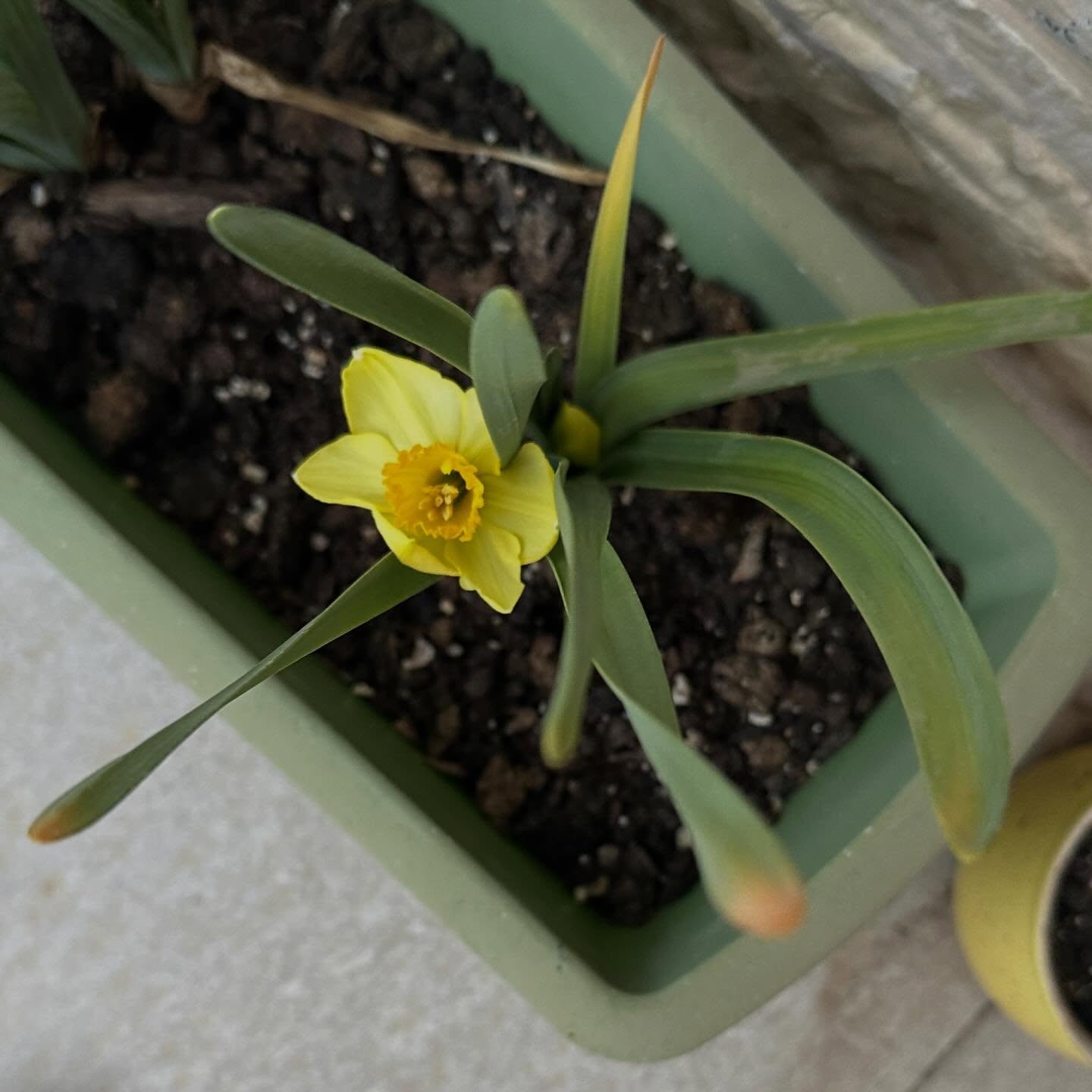 #shabbatshalom #spring #flowers