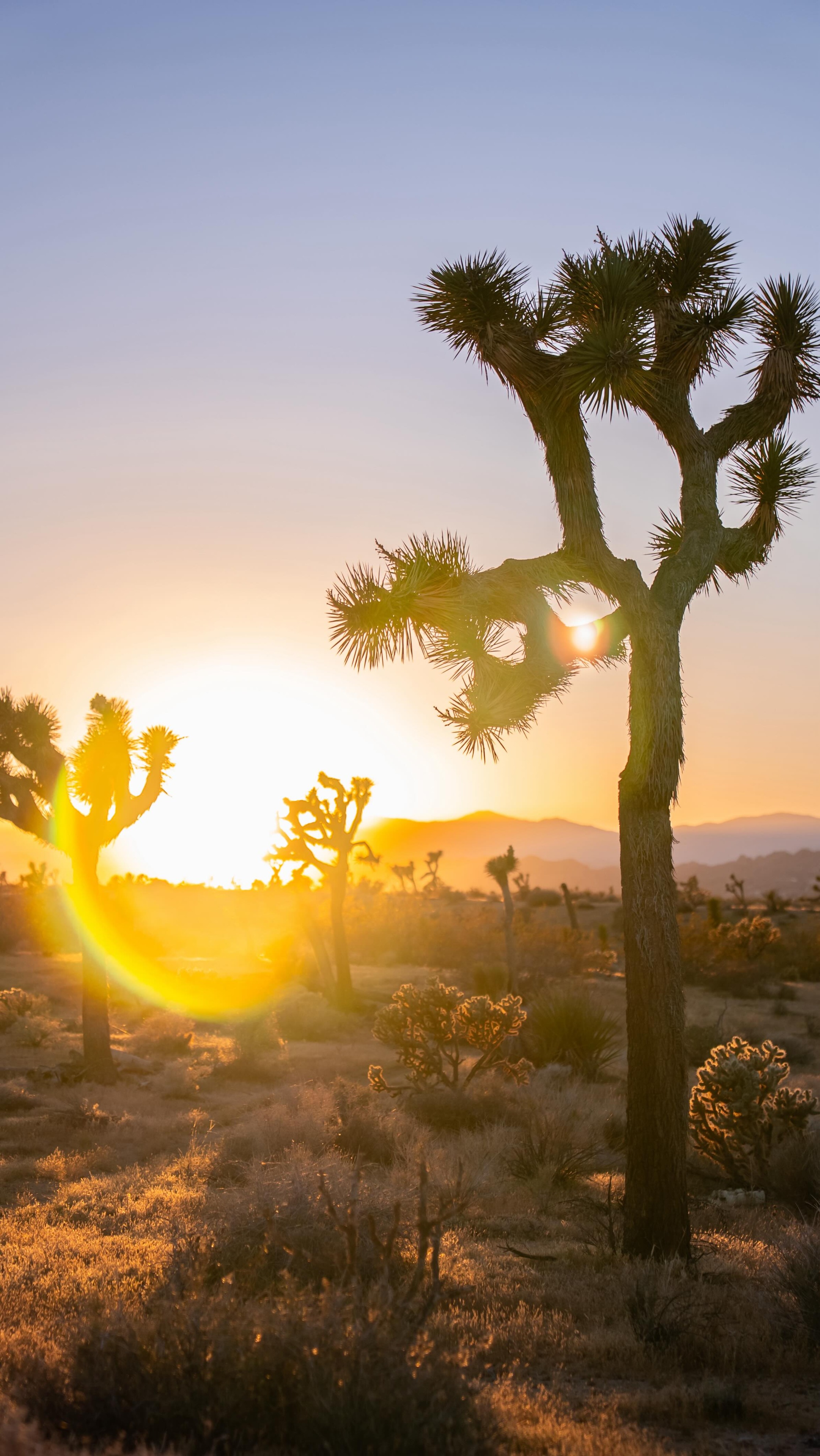 Joshua Tree, or…Desert Plants National Park (as it was almost named 🤣🌵), was initially deemed “repulsive” with “no scenic value” by the National Park Service.
But one person’s eyesore is another’s place of solace. Minerva Hoyt felt the therapeutic powers of the desert first-hand with its profound “calm and silence” that comforted her through the death of her husband and son. So, she fought tirelessly for 7 years and spent much of her fortune to get it protected.
She literally brought the desert to the public’s door step. Minerva shipped desert rocks, sand, and plants to NYC and London to put on “desert exhibits” and show the world the beauty of the desert. Talk about a marketing campaign. 🤯
Today, Joshua Tree National Park brings around 3 million visitors per year. March & April being peak months.
California has 9 national parks and incredible stories everywhere you go. I will tell as many of them as I can in this life because nothing makes you feel more connected to a place than knowing and sharing the stories behind it. Thanks for being here 🧠 🫶 🌎
What CA national park should I do next? 🧐 🤔
Sources:
NPS Administrative History
Executive Order/Proclamation 2193: (FDR, Aug 10, 1936)
Minerva Hoyt Biographies
NPS Visitor Use Statistics
