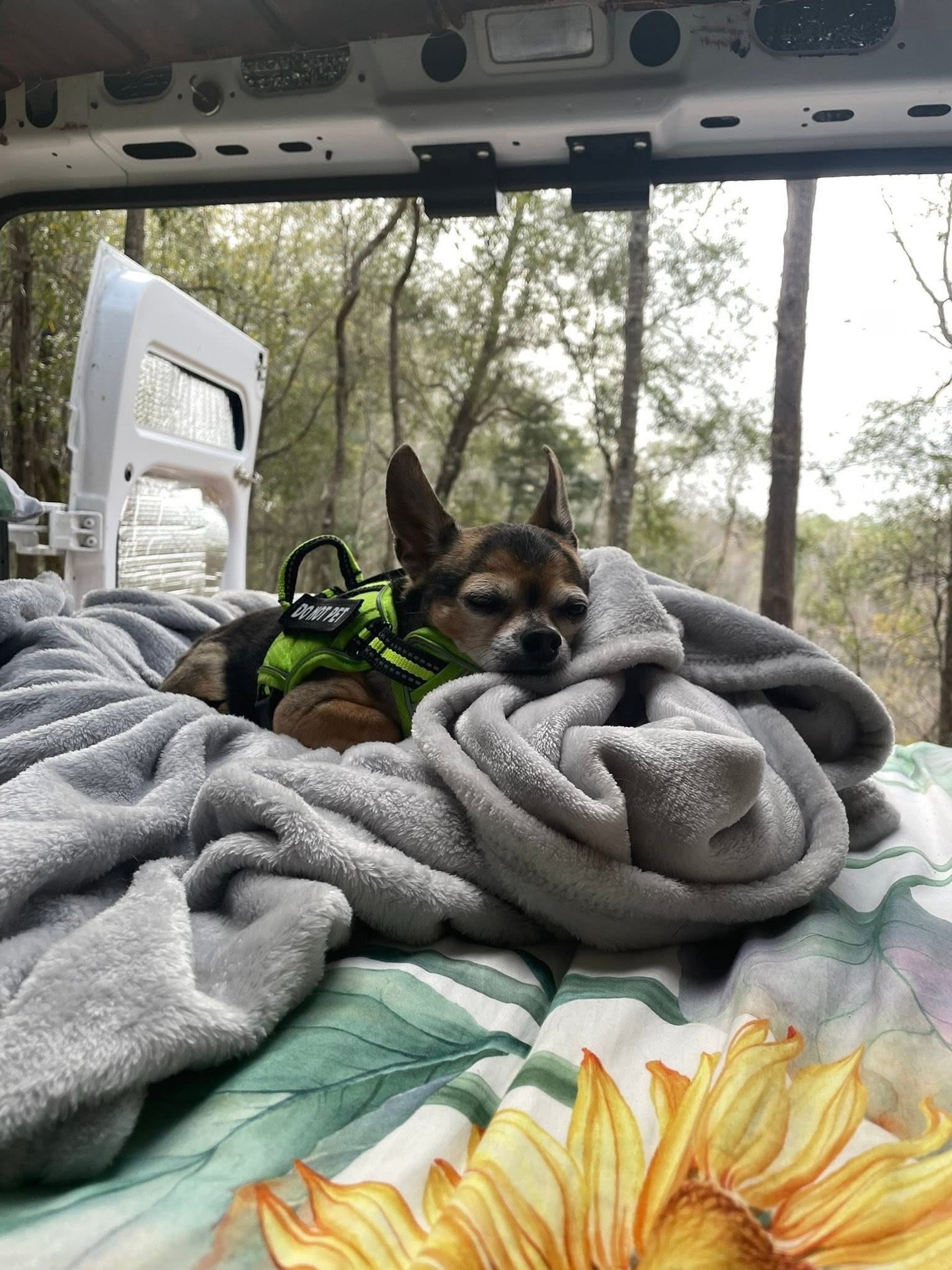 April 5, 2026
He took his last breath snuggled right up next to me — exactly where he belonged.
Douters was my co-pilot for all of my adventures through 36 states.
Maine coastline to the perfect beach on the Gulf, a campsite in the shadow of Pikes Peak, stuck overnight in the Arizona desert with nothing but each other, all the way out to the California coast in Malibu.
Eight pounds. Thirty-six states. One unforgettable dog.
He will be forever missed. 🐾🌈
