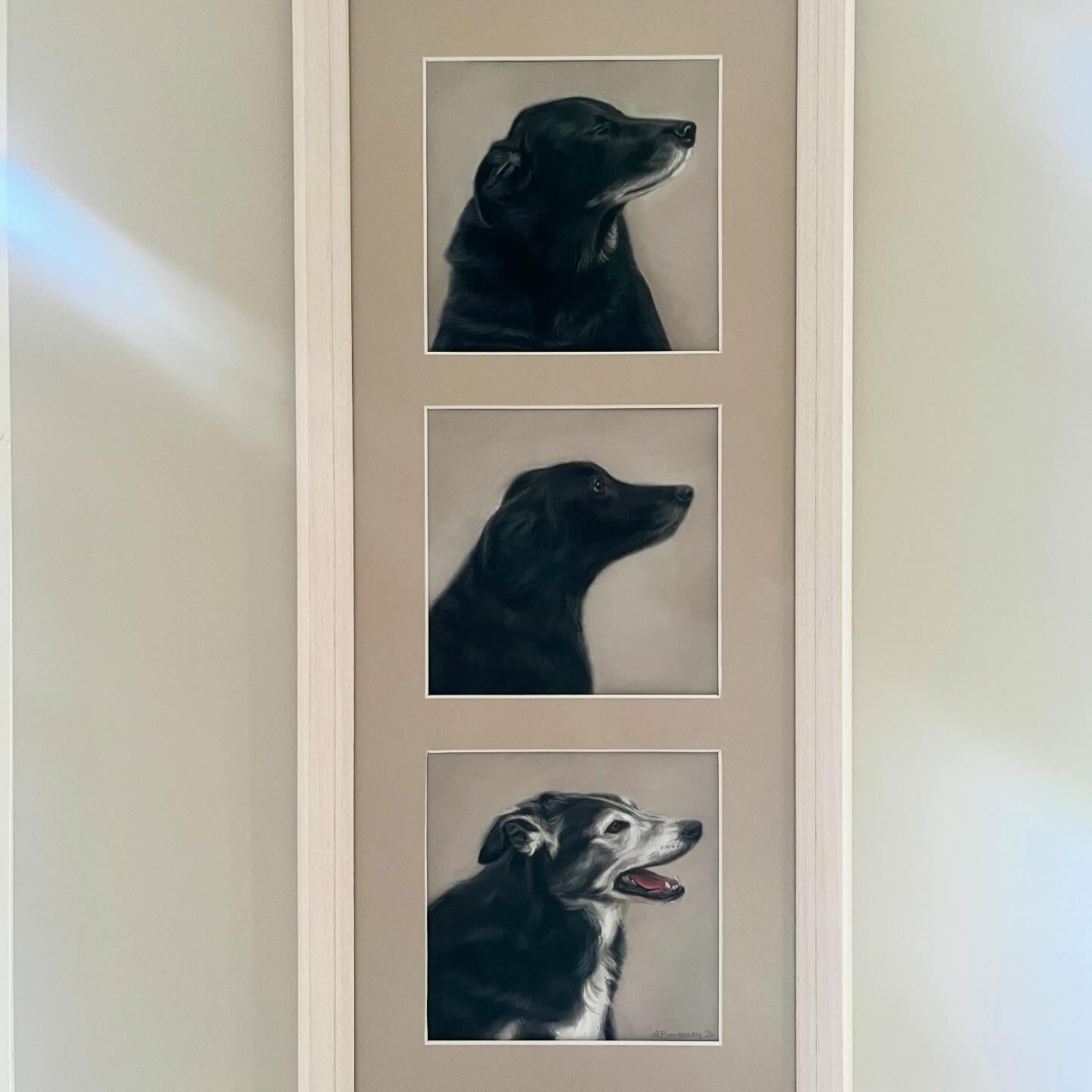 Here are mini portraits of 3 beautiful floofs; Susie, Rascal and Scamp. I cannot take the credit for @aoibheannmaddy âs idea of having each dog facing the same way and having them all within the same frame. It came up so nicely. This piece was created as a gift for her boyfriend whoâs dogs sadly passed within a close proximity of each other. Iâm sure they are running free together again somewhere â¨
Each piece is 6 X 6â pastel
#petportrait #petpainting #artist