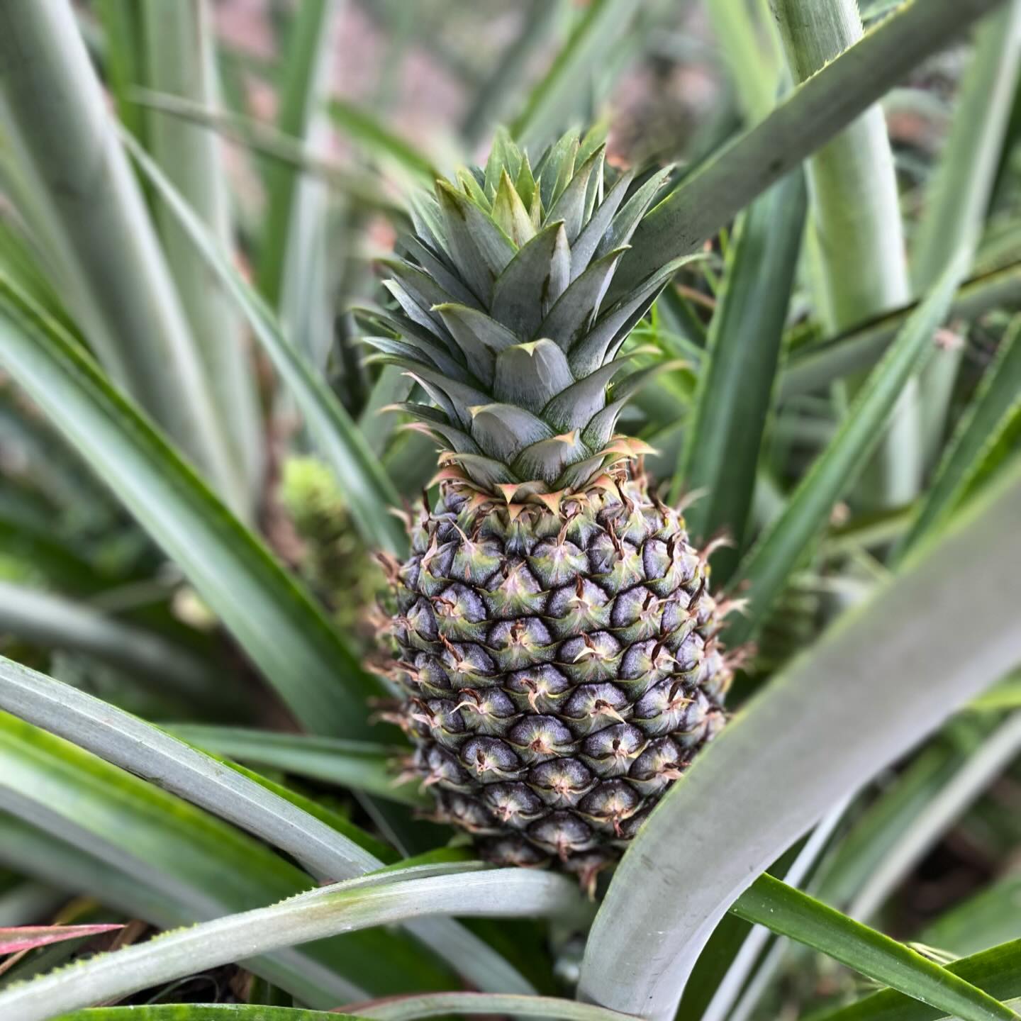 After 3 years we have our very 1st pineapples!! This is a heavenly sight! Enzyme fave! 🤩🍍😋
#growyourfood
#chemicalfreefood
#pineapplelove
#enzymes
#healthcenter