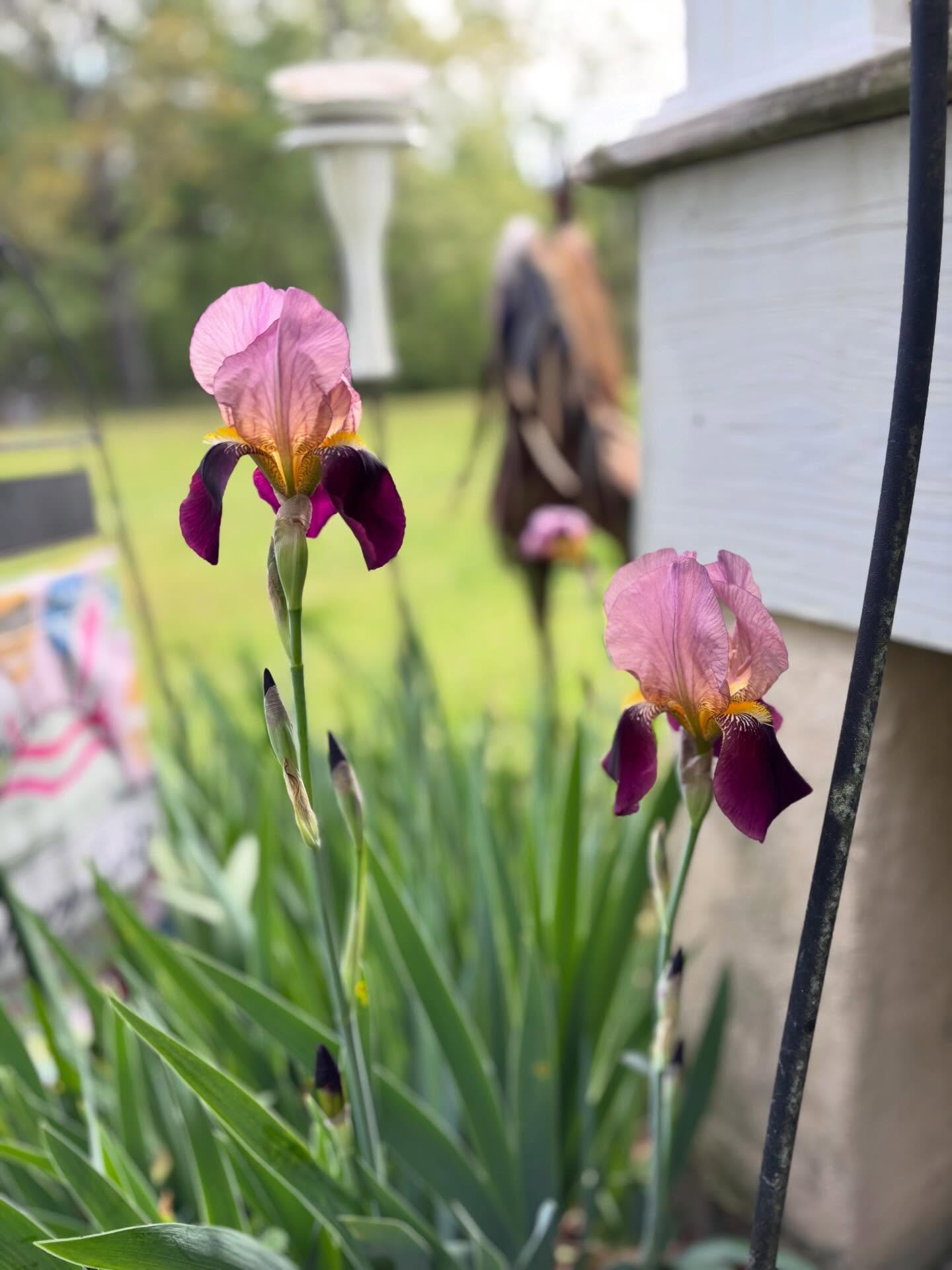 Spring is slowly waking the farm back up, and it’s hard not to notice the little reminders everywhere you look 🌱
The grass is turning greener by the day, trees are beginning to bud, and the sound of birds in the morning just feels a little louder and happier. There’s something special about seeing new life all around—whether it’s fresh blooms pushing through the soil or longer, warmer days stretching into the evening.
On the farm, spring brings a renewed sense of purpose and hope. It’s a season of growth, hard work, and fresh beginnings—and we’re here for all of it.
🌼🐣🌿