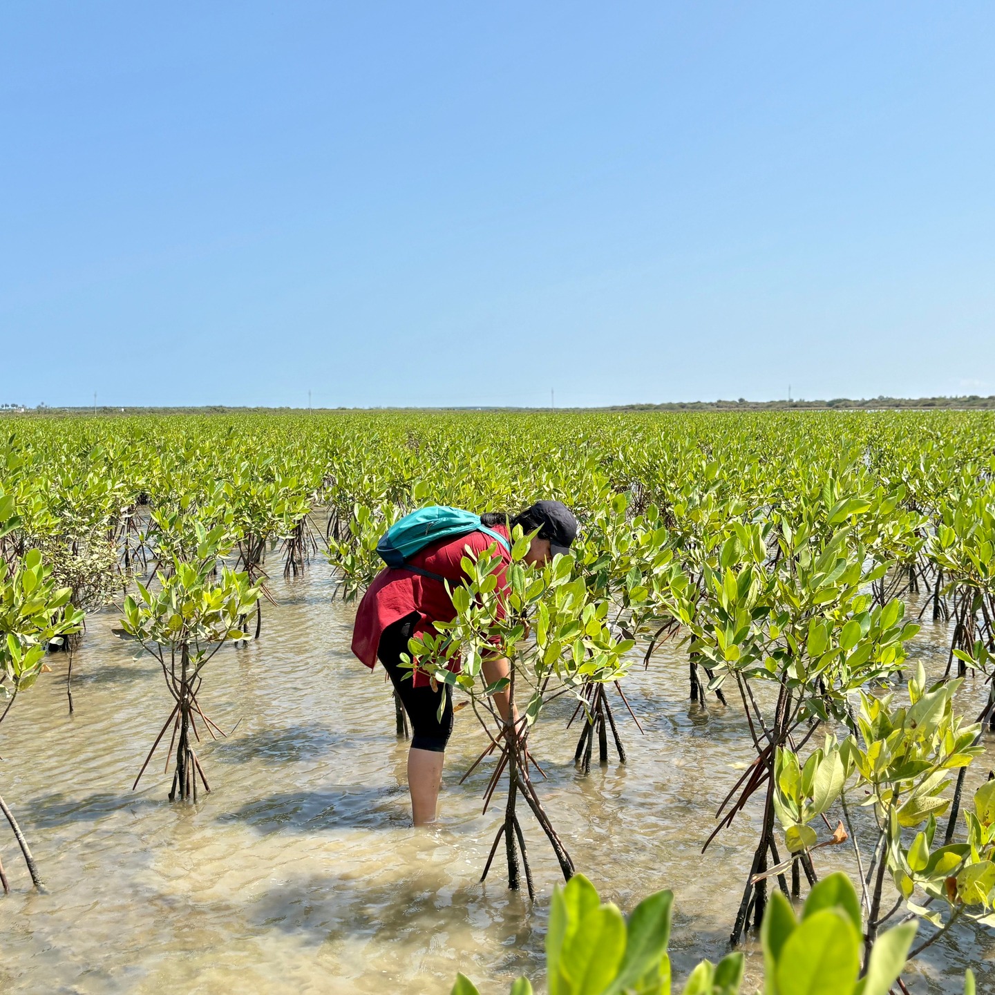 Monitoring and evaluation do not live in only data sheets, management information systems and reports. Arguably, we only understand a project properly when we stand in the landscape itself.
We see the difference between a site that is truly ready to support ecosystem restoration and one that is not. We realise that a survival rate is not the same as ecological recovery. We hear where monitoring is strong, where verification is still needed, and where community participation has not yet become long-term stewardship.
That was one of my biggest reminders from a recent field visit. On paper, things can appear neat and complete. At the site, the story becomes more textured. A mangrove plantation may look established in one location and completely die out in another. A seagrass patch may seem to be spreading, but that still needs verification. A project may show effort and visible progress, while also revealing how much stronger the links need to be between ecology, livelihoods, governance, and learning.
This is why Monitoring, Evaluation, Accountability and Learning (MEAL) matters so much in practice, not just in design. Because good MEAL is not about sitting far away and judging from a distance. It’s about paying attention. It’s about testing assumptions. It’s about understanding different perspectives. It’s about listening carefully to what the landscape, the data, and the people involved are each telling us.
And often, they are not saying the same thing. That’s where the real learning begins!
#monitoring #impact #change #conservation #restoration #mangroves #ocean #india #environment #nature