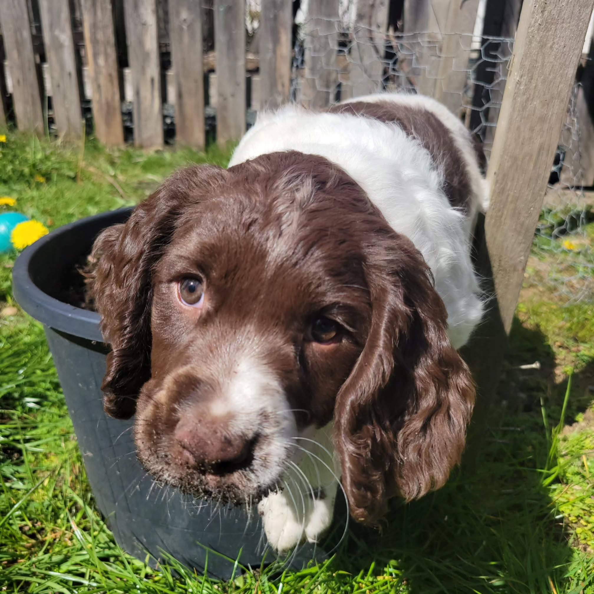 Planting Spaniels in the sunshine today.
#dog #puppy #spaniel
