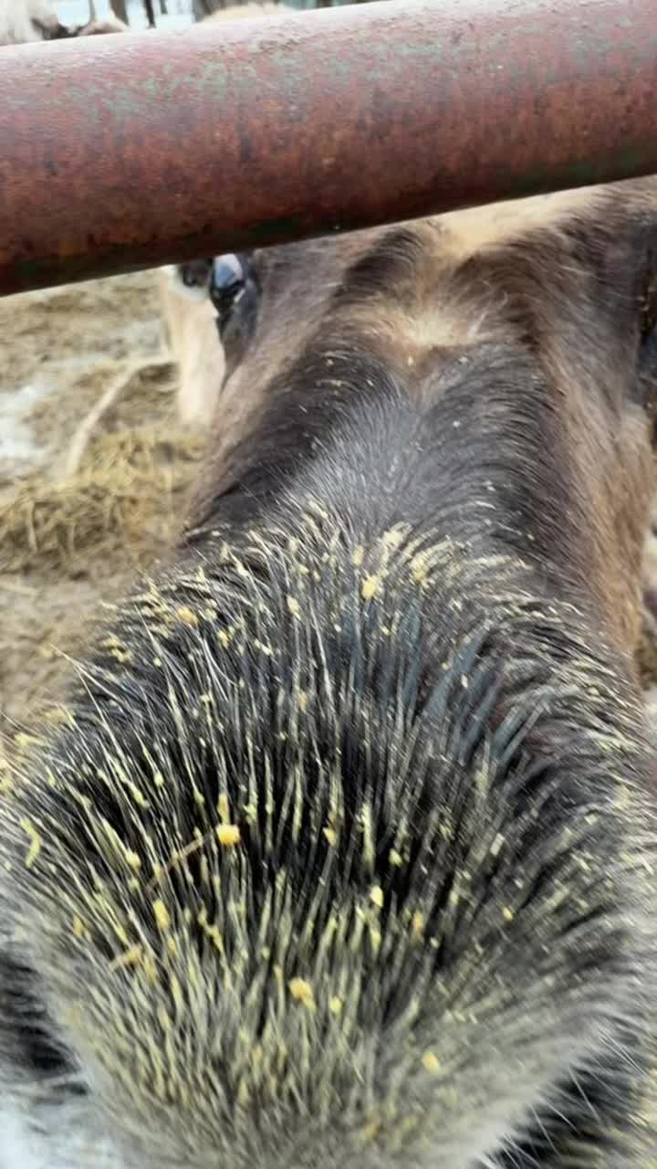 Exciting! But not the babies we are waiting for.
#Alaska #reindeer #excited #antler