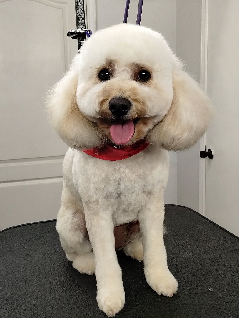 Sadie never misses her 6-week appointment and it shows ✨🐾 That kind of consistency keeps her coat beautiful, her grooms easy, and her feeling her absolute best.
#minidoodle #luxurydoggrooming #routinegrooming #sanmarcostx #happydoodle