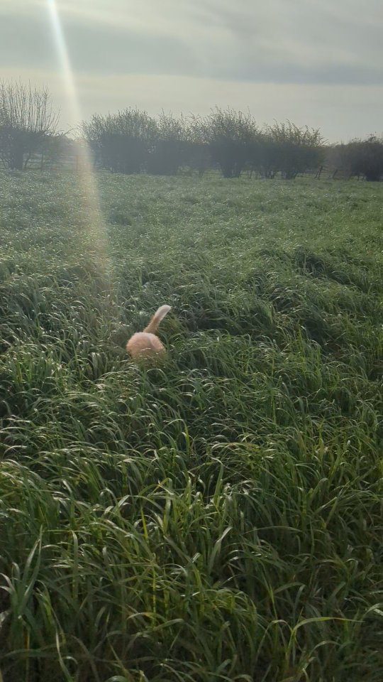 Gorgeous morning walk 😍 #dogwalkers #dogsofinstagram #doglover #westonbirt #tetbury