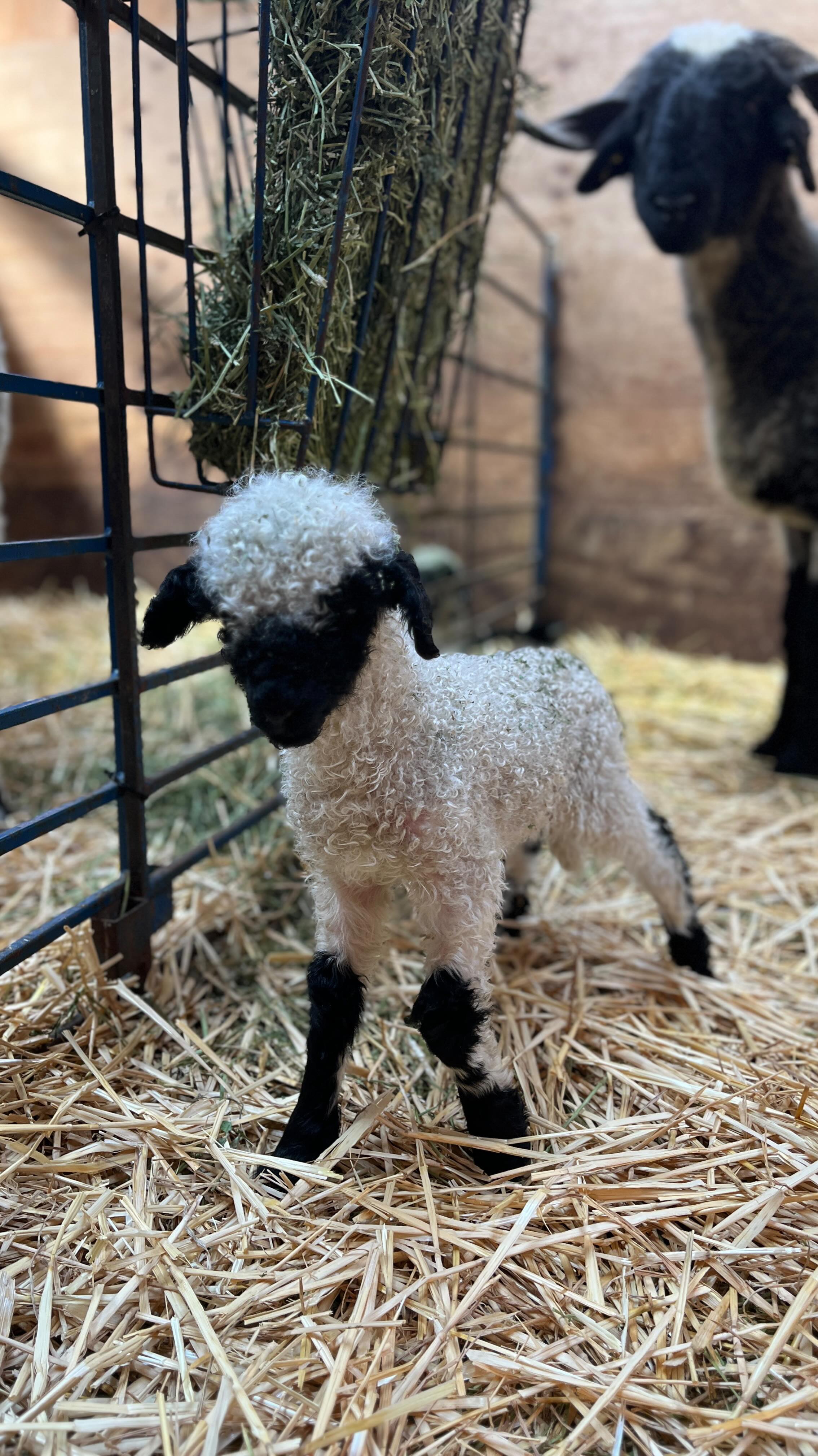 Meet Florence! 🐑🍼
This little ewe lamb weighed only 4 lbs when she was born, and couldn’t even stand on her own. With some extra attentive love and care, tube feeding every 2 hours for the first four days of her life before she was able to get up and nurse on a bottle, Florence is slowly but surely improving with each and every day! She now weighs 8lbs, which is still 4 lbs less than what her twin, Florette, weighed when they were born.
She’s also very lucky🍀 to be fully accepted by her mama & sister while still being a bottle baby. So many become bottle babies as a result of rejection, and we’re happy that isn’t the case this time around. A very sweet little family and happy as could be💕 We’ll share more of Florence’s progress as time goes on!
You can read a more in depth account of Florence’s journey and the dedicated care & attention she received in order to survive on our website.
#valaisblacknosesheep #lamb #lambing #newborn #newlife