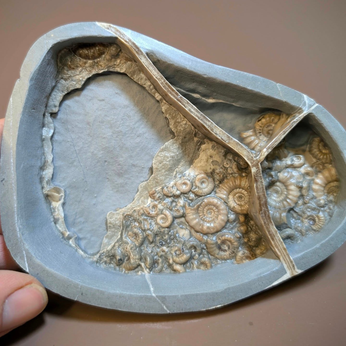 Sometimes less is more...or at least that's what I tell myself! This septarian nodule has a certain something, not being full of ammonites but instead, a small accumulation in one corner providing space for their display. At least that's what a gallery might say? It measures 10 cm across and contains promicroceras ammonites along with the typical calcites veining found in this type of rock.
#fossils #ammonites #ancienthistory #paleontology #charmouth