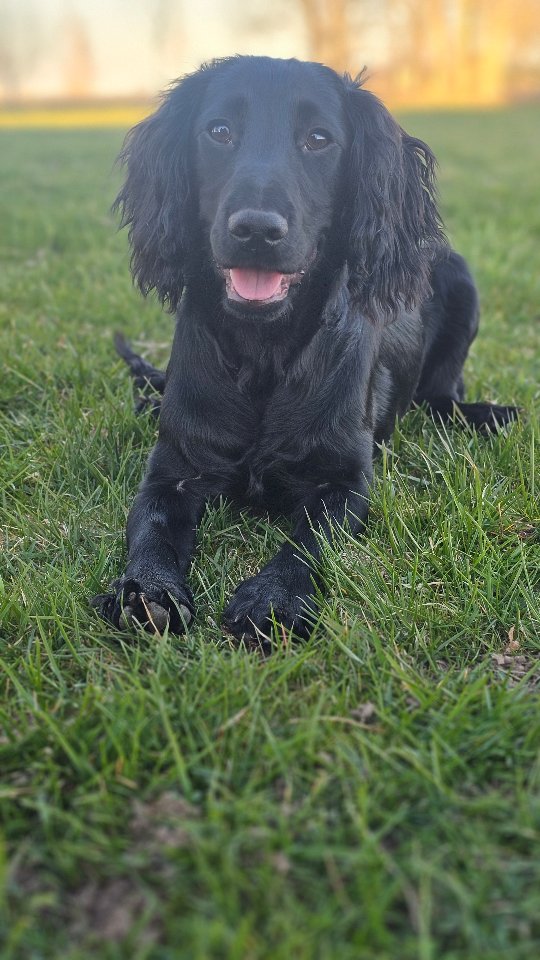 6 months and we don't know many tricks yet 😎 But, we're building a lot of foundations and skills!!
Spud is to this day my most skilled and educated dog. I'm very proud of his training! I just LOVE his mindset and confidence in learning.
I'm currently building a very similar foundation with Toad. Not exactly the same, because he's another type of individual and another type of breed. But the key factors are the same. No fancy sequences and doing a lot of tricks yet (sequencing behaviors and linking behaviors are of course part of the foundations, but not anything that resembles dogdancing at this point) 🌟
Yesterday Toad trained some of his skills next to Kiyan, a dog that he only met once before. Very impressed that he managed to work with impulse control off leash, when another dog was working very close by 😍
#workingcocker #cockerspaniel #workingcockerspaniel #wockerpuppy