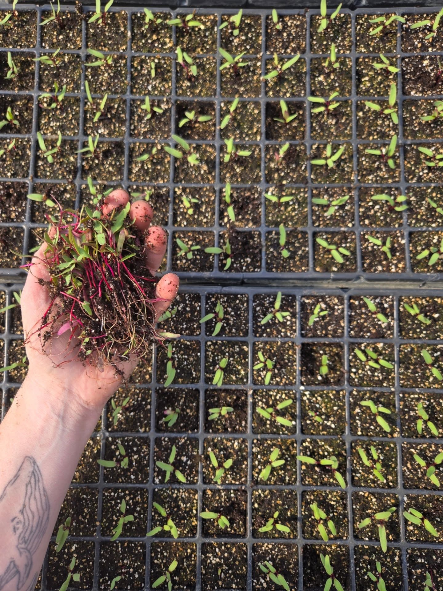  La betterave… une petite graine pas comme les autres!
Saviez-vous que la semence de betterave est une semence glomérule?
Ça veut dire que ce que vous semez… ce n’est pas UNE graine, mais bien un petit amas qui contient plusieurs graines collées ensemble. 🌿
Résultat? Quand ça pousse, ce n’est pas une seule betterave qui sort de terre… mais souvent 2, 3, parfois même 4 petites pousses au même endroit!
Et c’est là qu’entre en jeu une étape super importante : l’éclaircissage ✂️
On doit venir enlever les plants en trop pour laisser une à deux betterave par espace.
Pourquoi? Parce que sinon, elles se battent pour la place, l’eau et les nutriments… et au final, ça donne des petites betteraves toutes serrées, pas très impressionnantes 😉
👉 En éclaircissant, on donne à chaque plant la chance de bien se développer, de grossir, et de devenir LA belle betterave qu’on veut retrouver dans notre assiette!