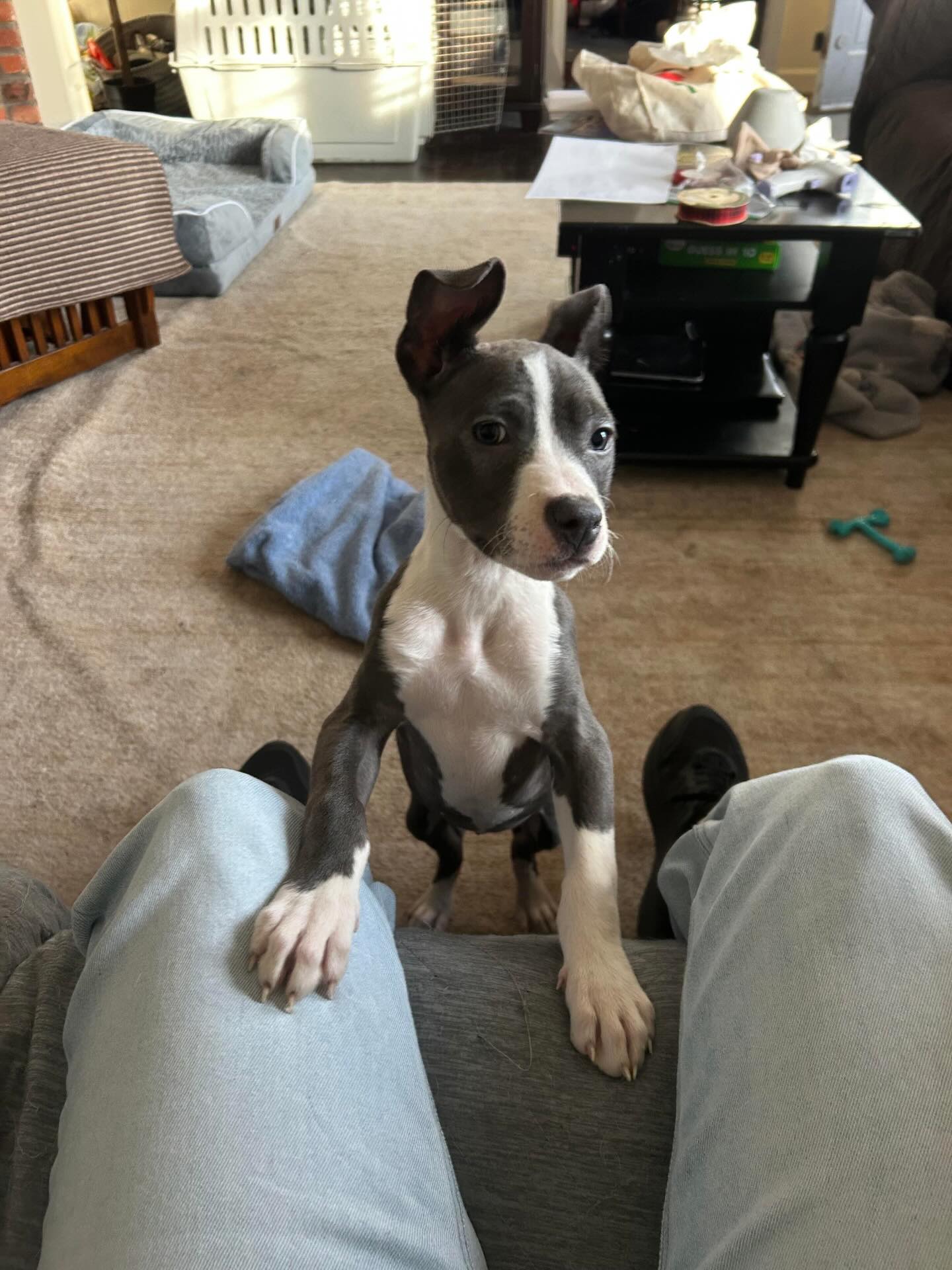 Minnie has a VERY IMPORTANT question for you…can she sit in your lap? Minnie is such an affectionate girl and LOVES to cuddle after playtime. It’s pretty hard to say no to that adorable face.
For more info on Minnie or to apply to adopt go to:
Https://www.madeapromiserescue.org/dogs/minnie