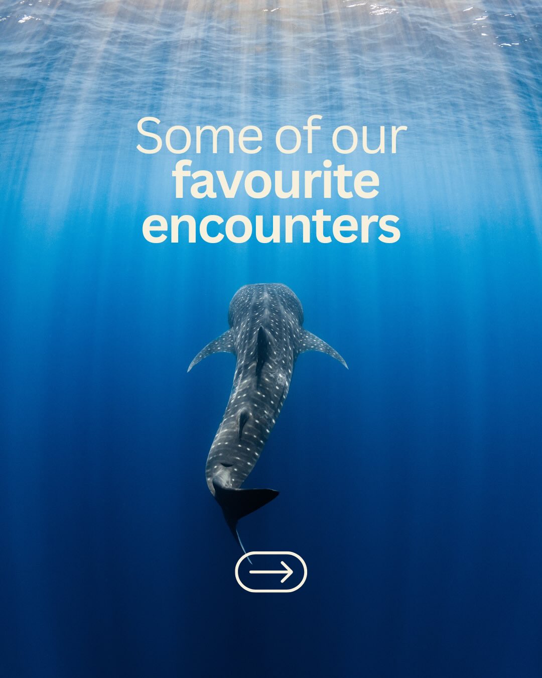 Happy Earth Day 🌍
Proof of why this place deserves to be looked after.
Every encounter a reminder of how special it really is.
Some of our favourite encounters from the past few seasons! Every day brings something new, and that’s the magic of Ningaloo 🫶
If you’ve been thinking about getting out here… this is your sign!!!!
@ollieclarkephoto capturing the most insane moments on tour 💙
#ningalooreef #wildlifeencounter #westernaustralia #visitnigaloo #thisiswa