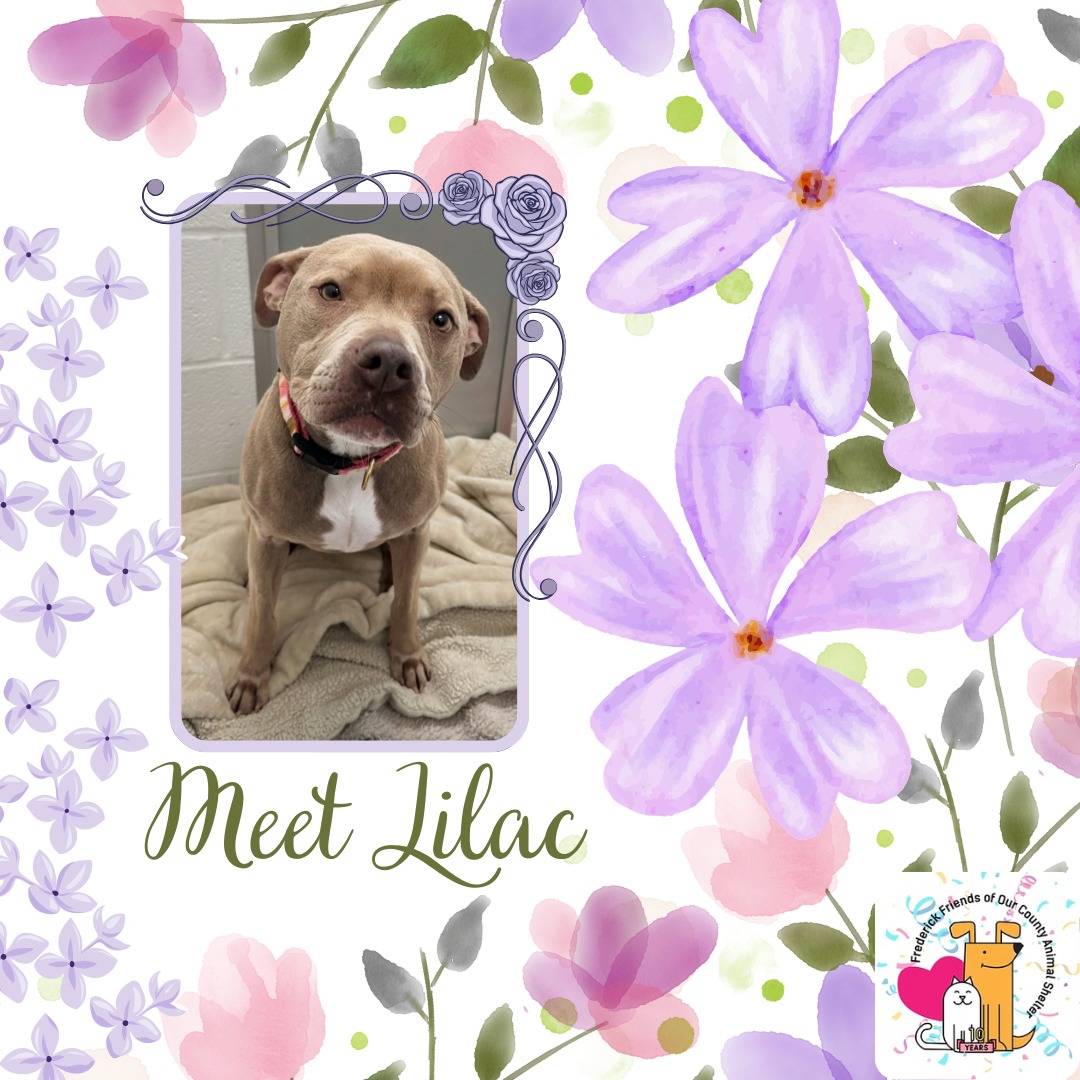 Meet Your New Best Friend Monday!
We all love flowers in the spring and there is no better one to love than, Lilac at @fredcoanimalshelter! She is two years old, easy to walk, and easy to love! She will be going forever home with you soon to bloom!
https://frederickcountymd.gov/114/Adopt
#lilac #dogs #doglovers #dogpeople #shelterdogs #monday #meetyournewbestfriend #caseofthemondays #flowers #spring #springflowers #adopt #petsarefamily