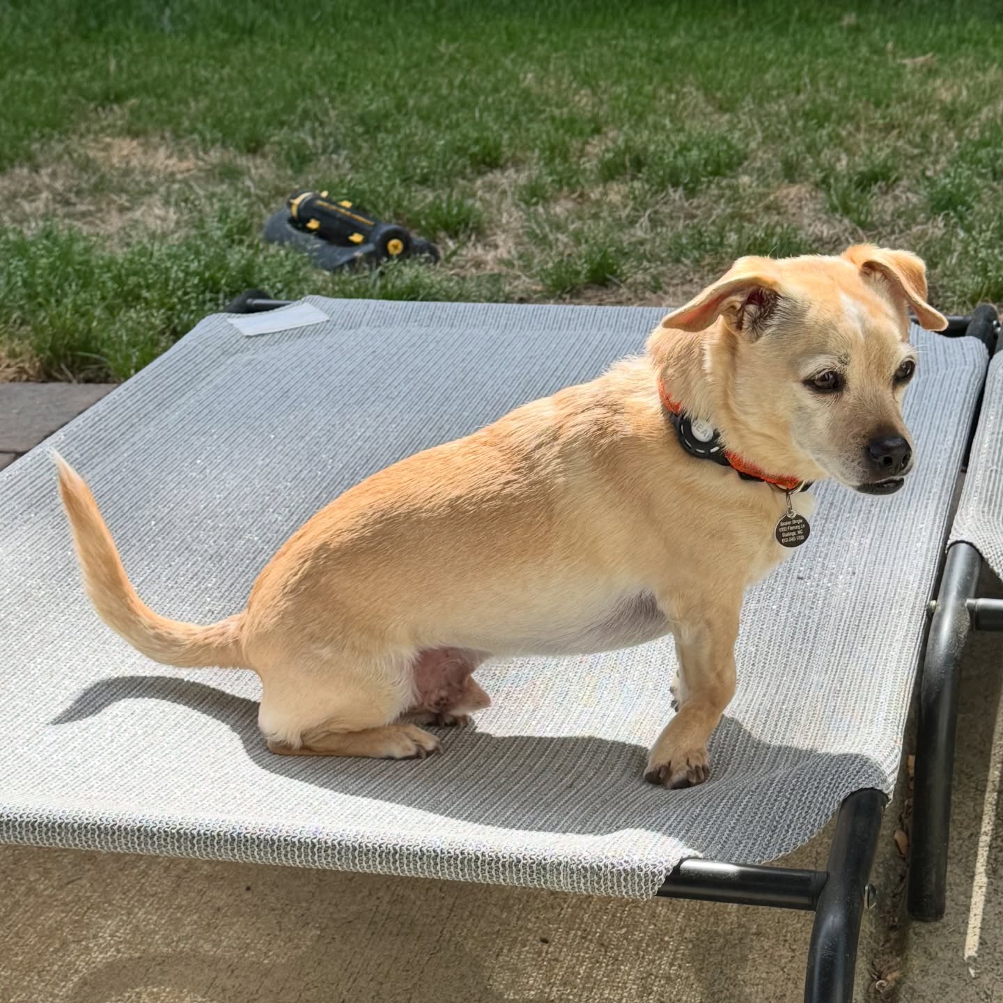 Beaker is soaking up the sun! ☀️