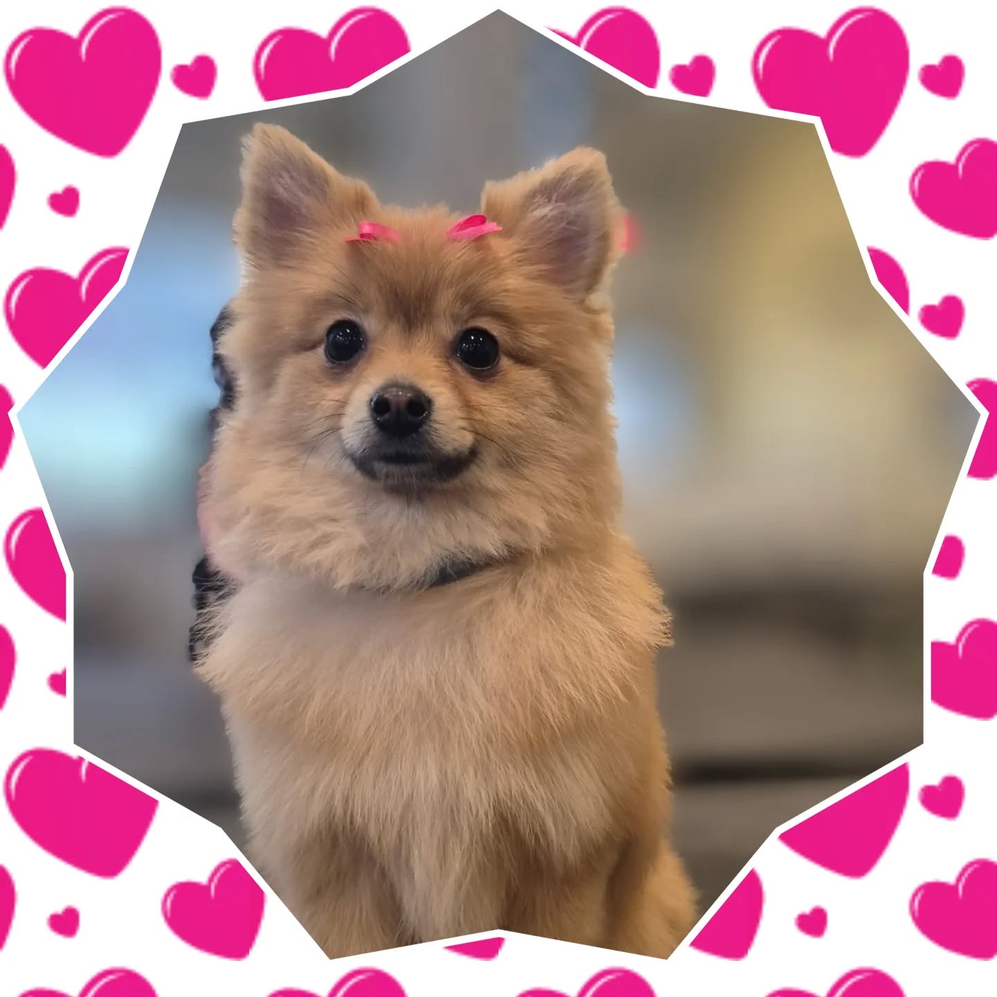 Welcome Naya to @yellowdogancaster