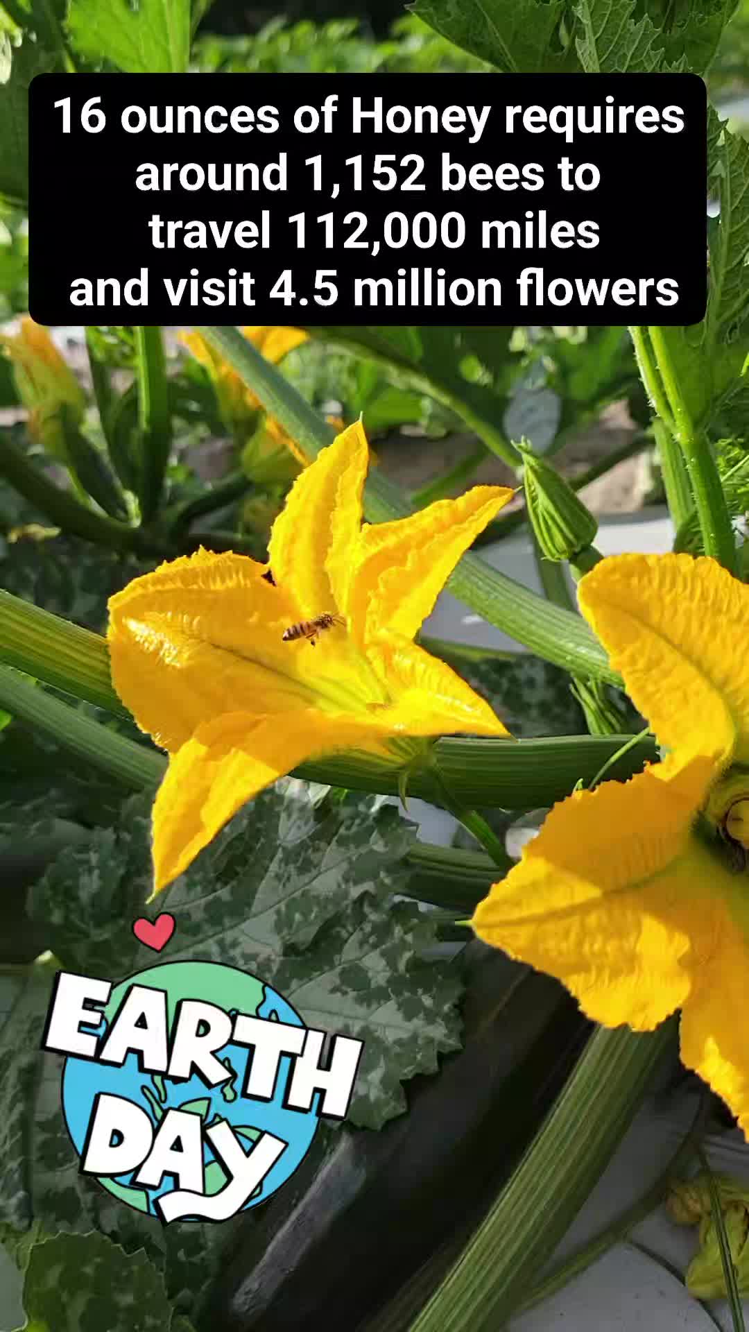The bees are busy and the zucchini is happy and delicious ๐ง๐ผโ๐พ๐ฉ๐ปโ๐พ @sweetfieldsfarm
#happyearthday #beefacts #beautifulday #inthegardentoday
#zucchini