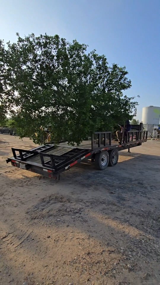 Home sweet home 🏡
This 300 gallon Live Oak has been carefully nurtured for 20 years, expertly trimmed, fertilized, and tended by our growers, and is now ready to bring lasting beauty for generations.
visit Beyond Paradise Nursery
23920 FM2978 Tomball, Tx 77375
#mightyoak #beyondparadisenursery #houston